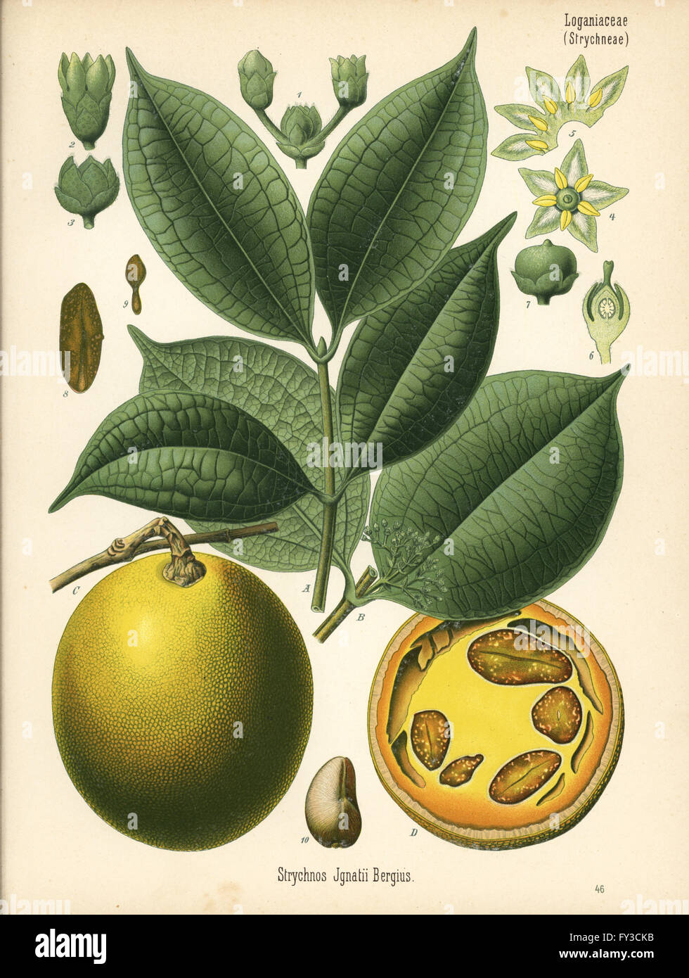 St. Ignatius Bohne, Strychnos Ignatii. Farblitho nach eine botanische Illustration von Hermann Adolph Koehler Heilpflanzen, herausgegeben von Gustav Pabst, Köhler, Deutschland, 1887. Stockfoto