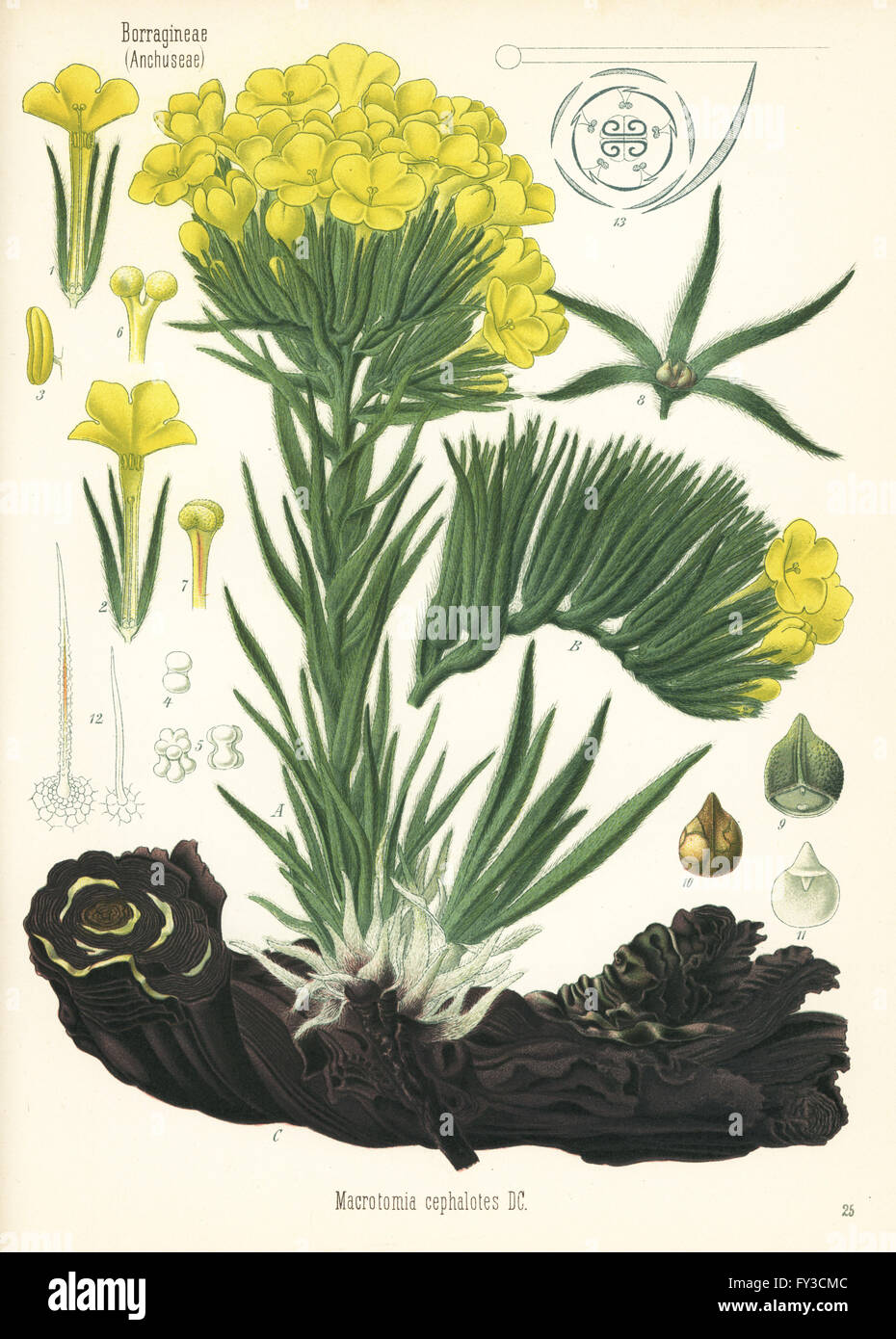 Macrotomia Densiflora (Macrotomia Cephalotes). Farblitho nach eine botanische Illustration von Hermann Adolph Koehler Heilpflanzen, herausgegeben von Gustav Pabst, Köhler, Deutschland, 1887. Stockfoto