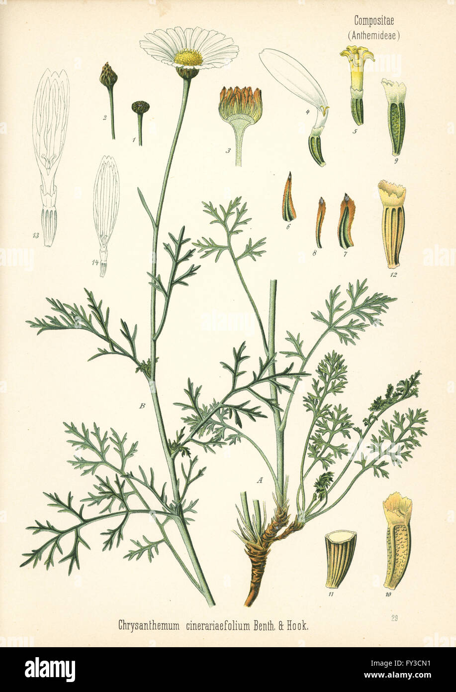 Pyrethrum oder Dalmatiner Chrysantheme, Tanacetum Cinerariifolium