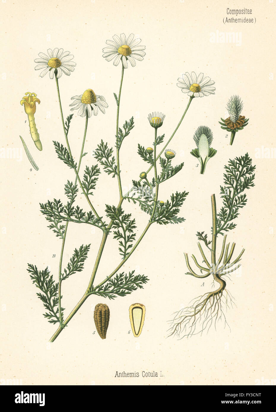 Stinkende Kamille, Anthemis Cotula. Farblitho nach eine botanische Illustration von Hermann Adolph Koehler Heilpflanzen, herausgegeben von Gustav Pabst, Köhler, Deutschland, 1887. Stockfoto