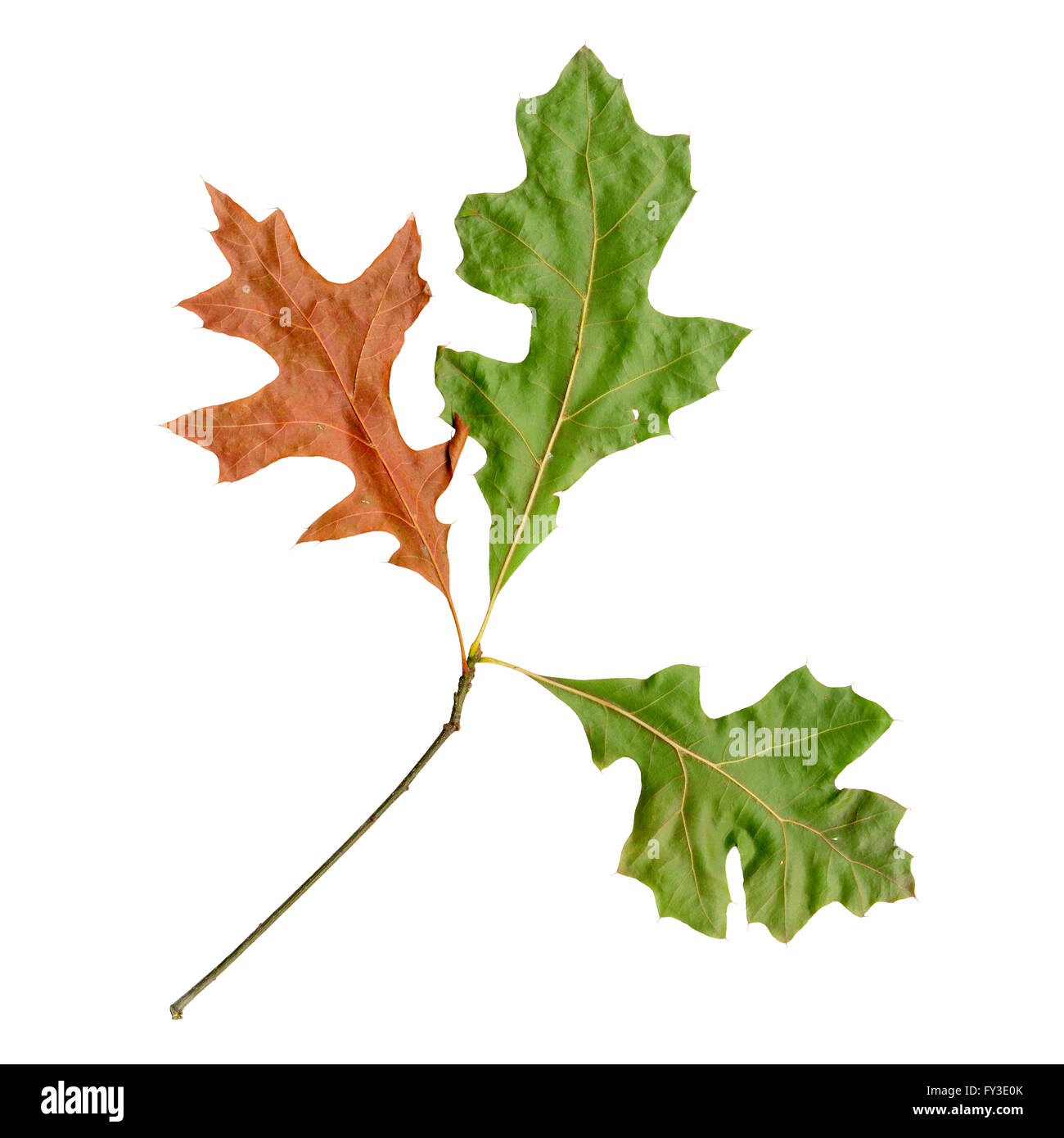 Blätter im Herbst Rot-Eiche, Quercus Palustris unter-Belag Stockfoto