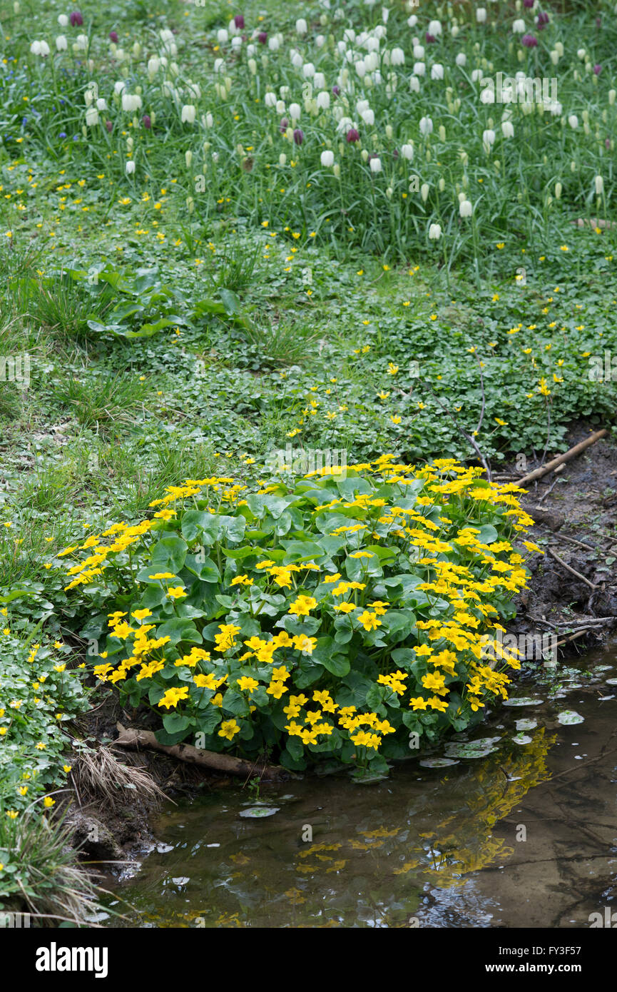 Caltha Palustris. Marsh Ringelblumen. Evenley Holz Garten, Evenley, Northamptonshire, UK Stockfoto