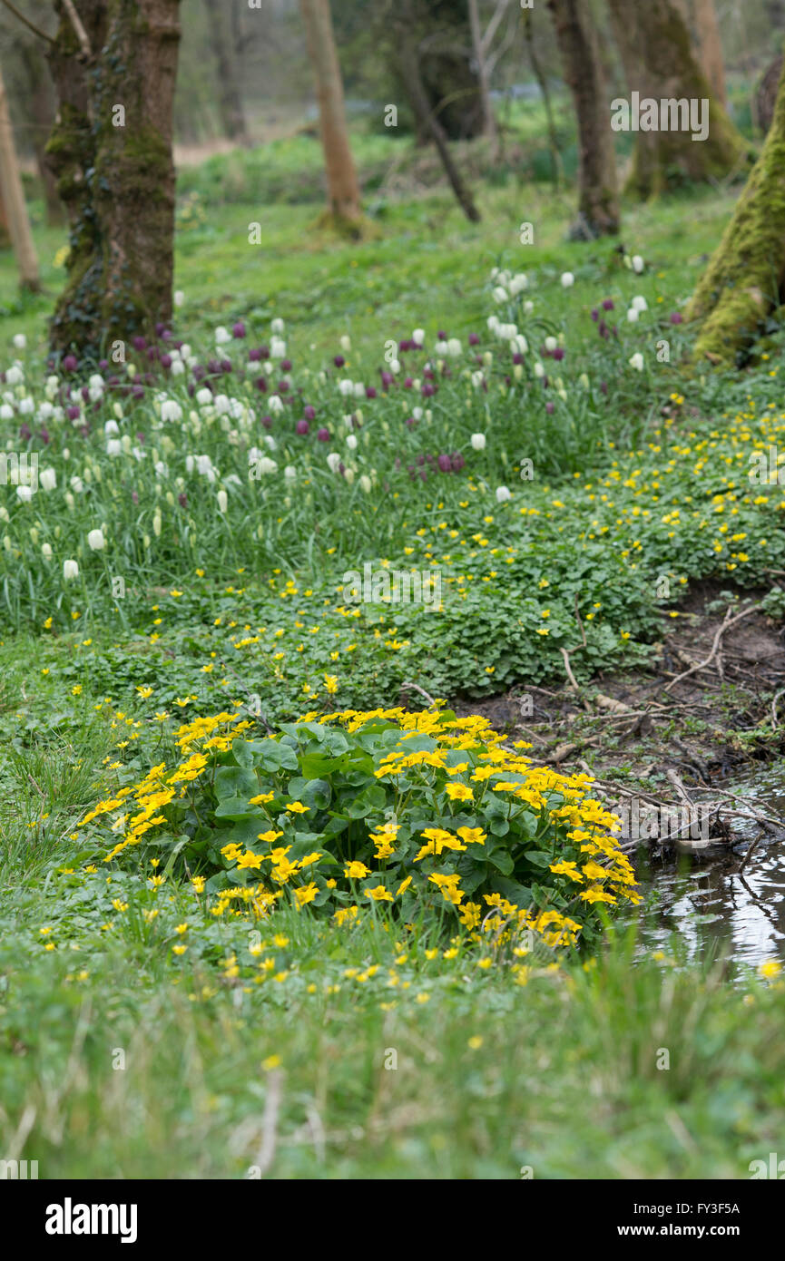 Caltha Palustris. Marsh Ringelblumen. Evenley Holz Garten, Evenley, Northamptonshire, UK Stockfoto