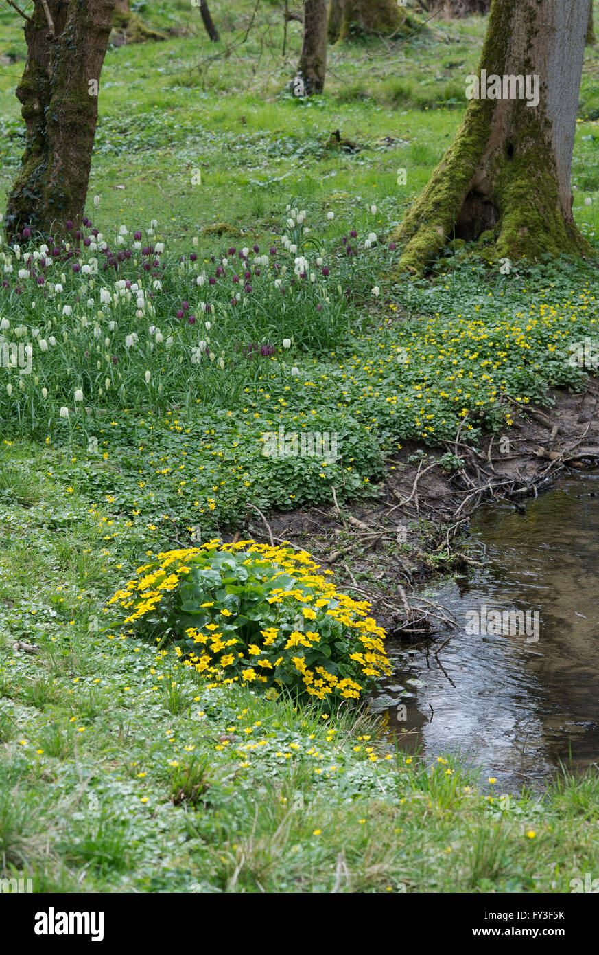 Caltha Palustris. Marsh Ringelblumen. Evenley Holz Garten, Evenley, Northamptonshire, UK Stockfoto