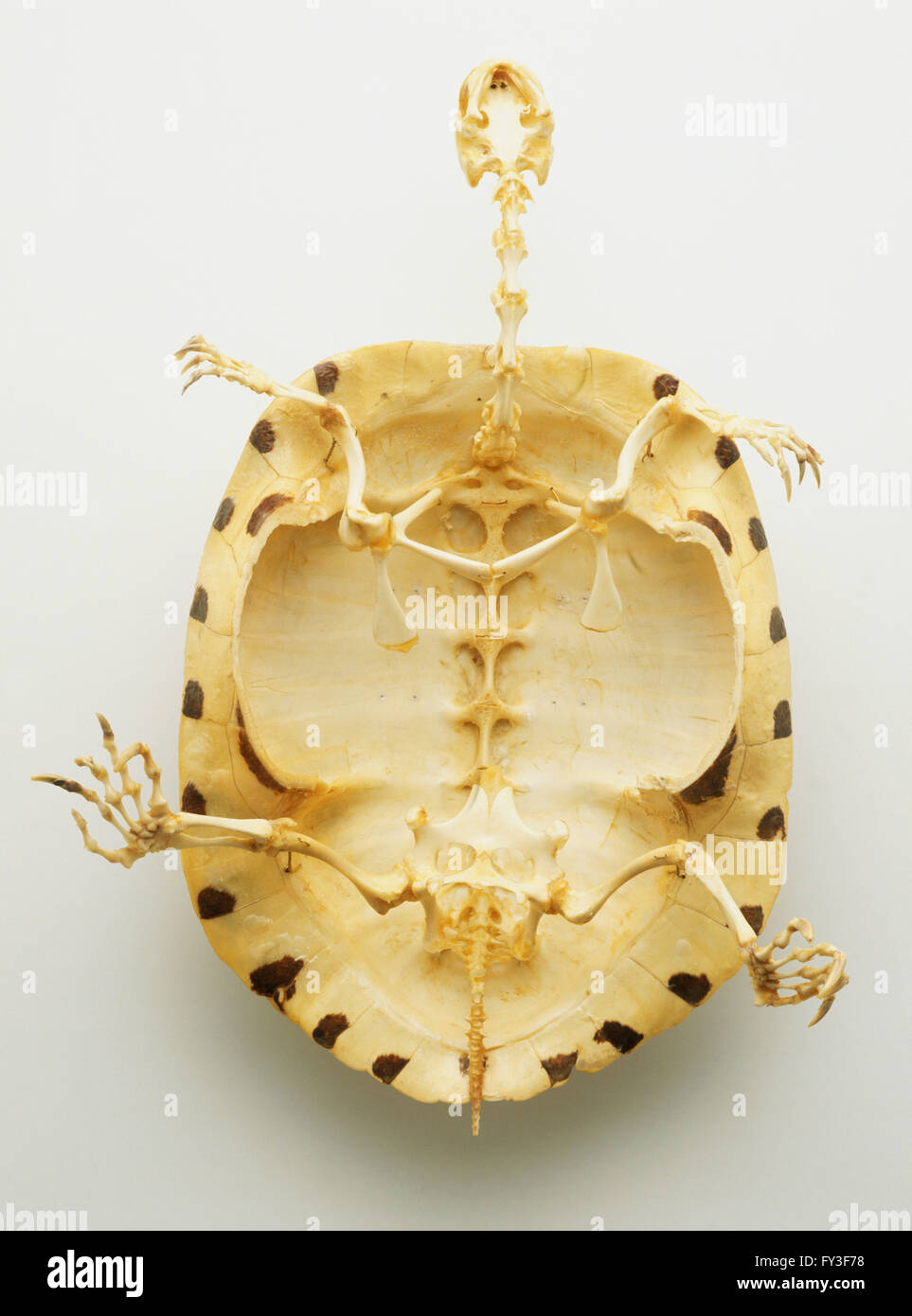 Unter unten Blick auf das ganze Skelett einer Schildkröte mit dünnen Knochen in eine dicke, schützende Hülle. Stockfoto