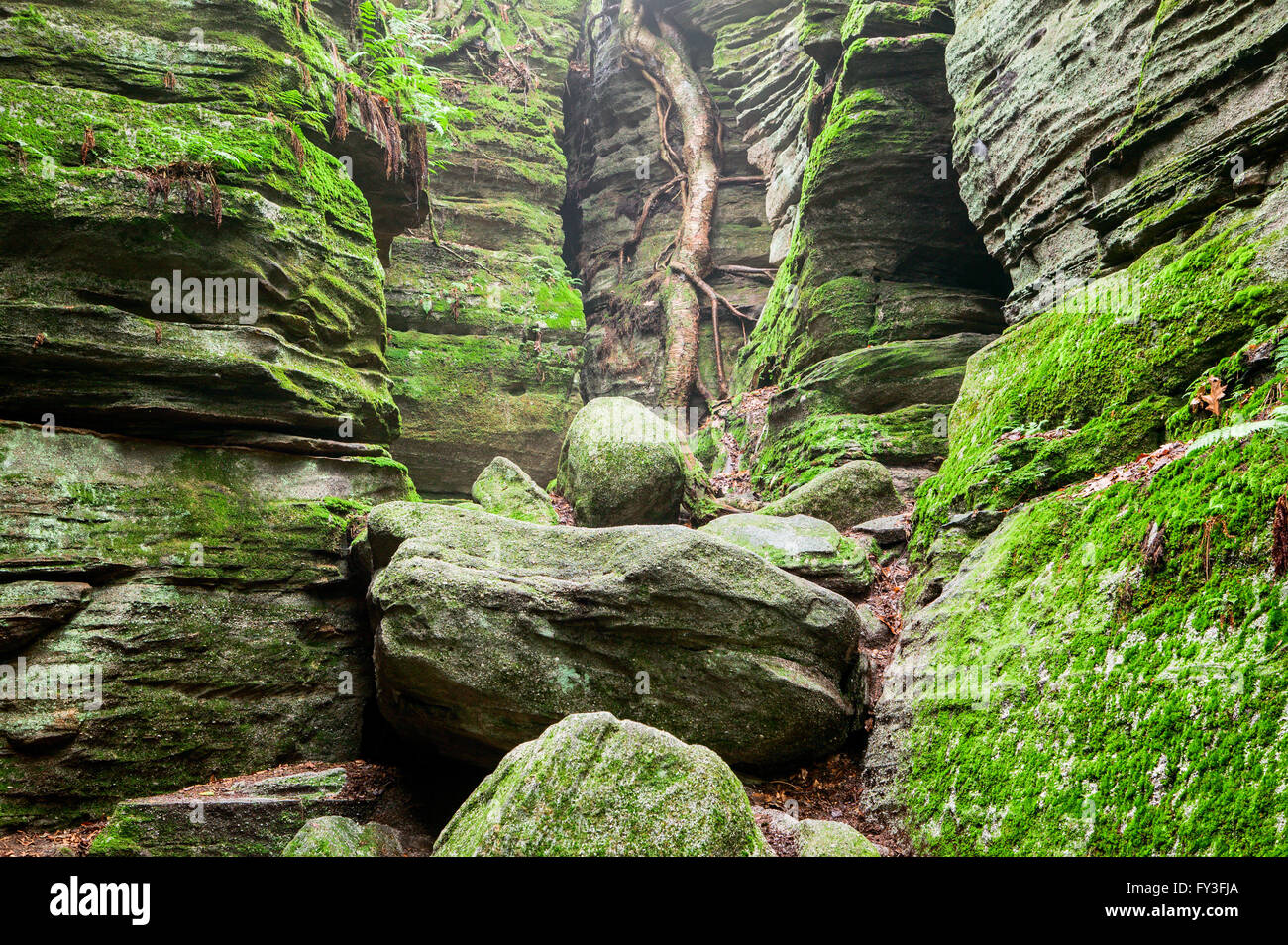 Panama Felsen, Chautauqua County, New York, einer alten versteinerten Wald von Quarz-Konglomerat. USA. Stockfoto