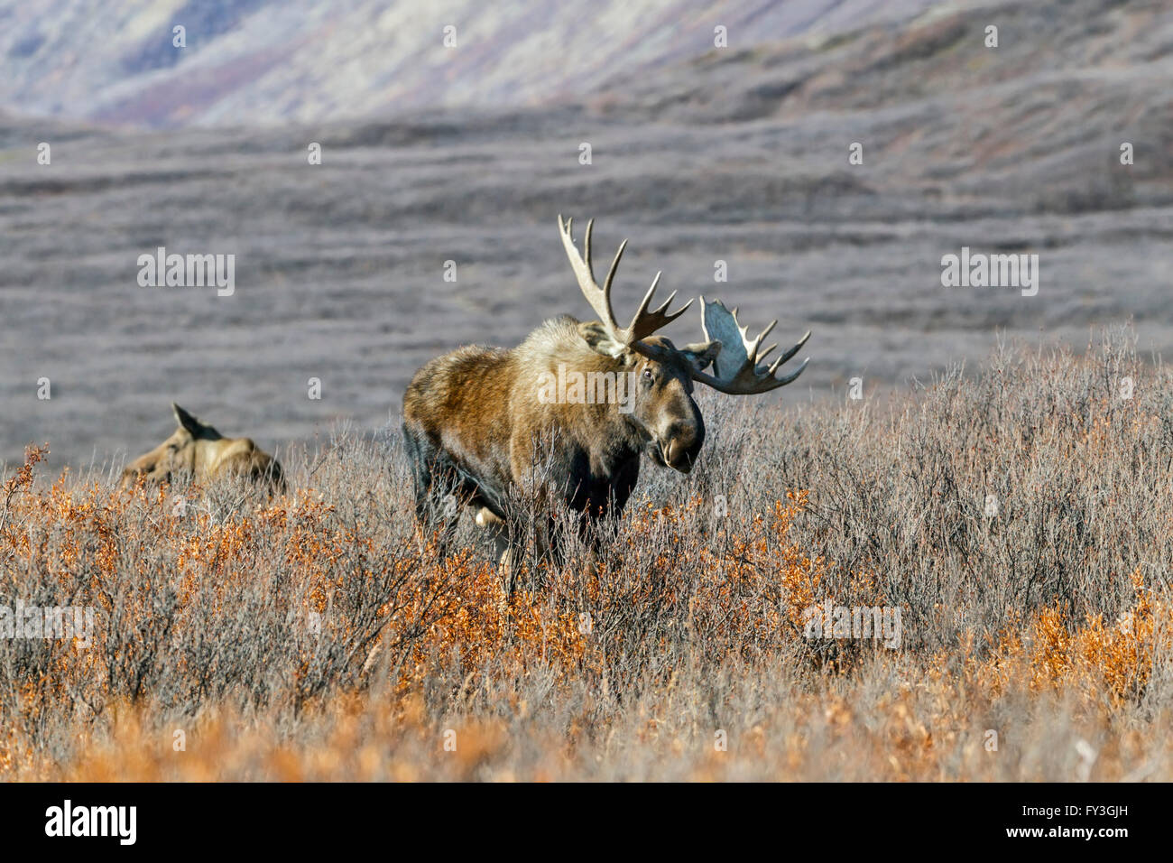Tundra Elch Stockfotos und -bilder Kaufen - Alamy