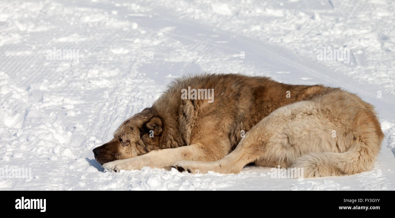Hund schläft im Schnee Stockfoto