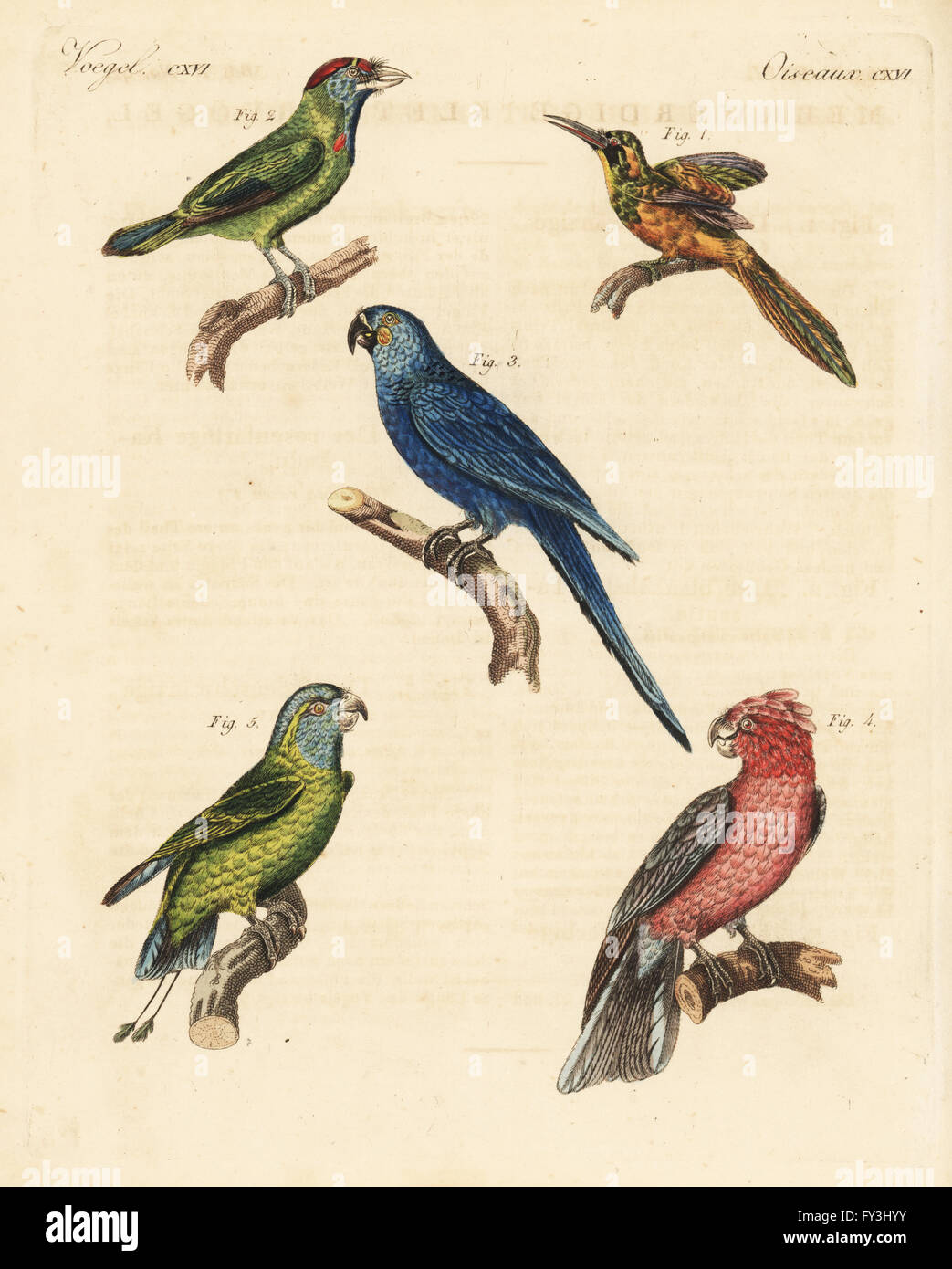 Rufous-tailed Jacamar, Galbula Ruficauda, weibliche 1, blau-throated Barbet, Megalaima Asiatica 2, Hyazinth-Ara, Anodorhynchus Hyacinthinus 3, Rosakakadu, Eolophus Roseicapilla 4 und blau gekrönt oder Mindoro Schläger-Tail, Prioniturus Discurus 5. Handkoloriert Kupferstich von Friedrich Johann Bertuch Bilderbuch Fur Kinder (Bilderbuch für Kinder), Weimar, 1823. Stockfoto