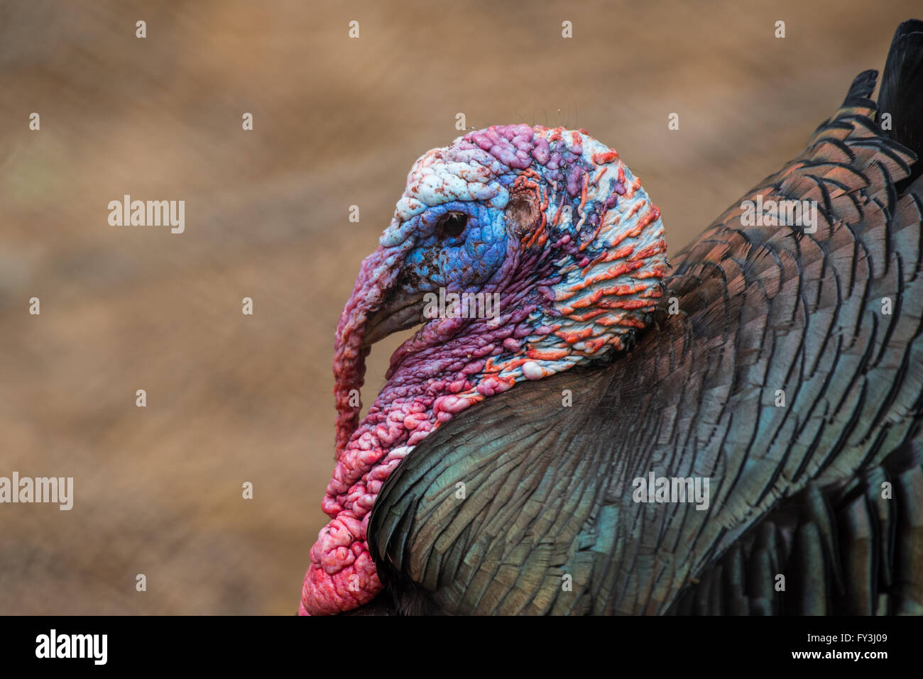 Großen Tom Türkei Kopf Großaufnahme überrascht mit tiefen Farbe Stockfoto