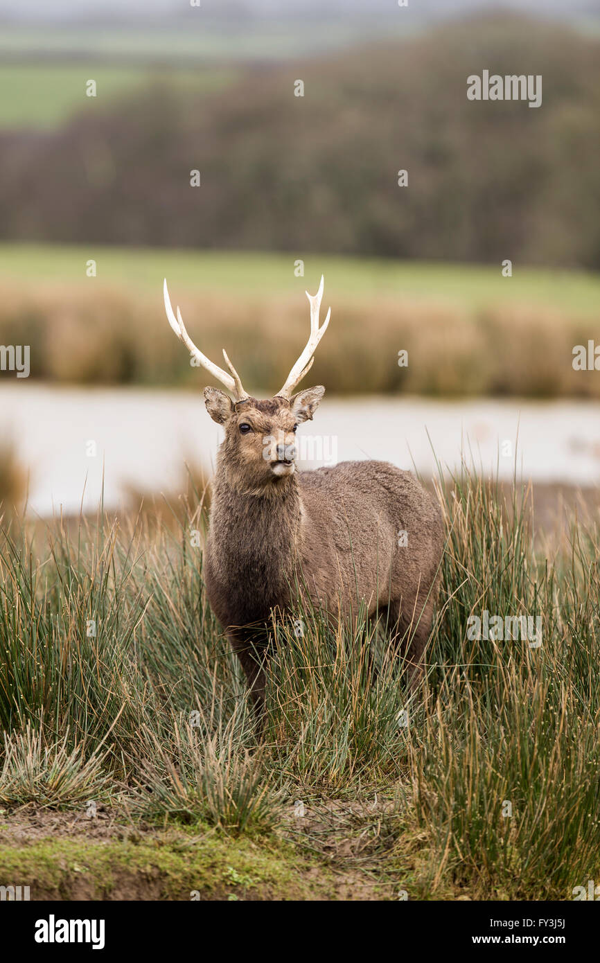 Sika Hirsch Hirsch (Cervus Nippon) Stockfoto
