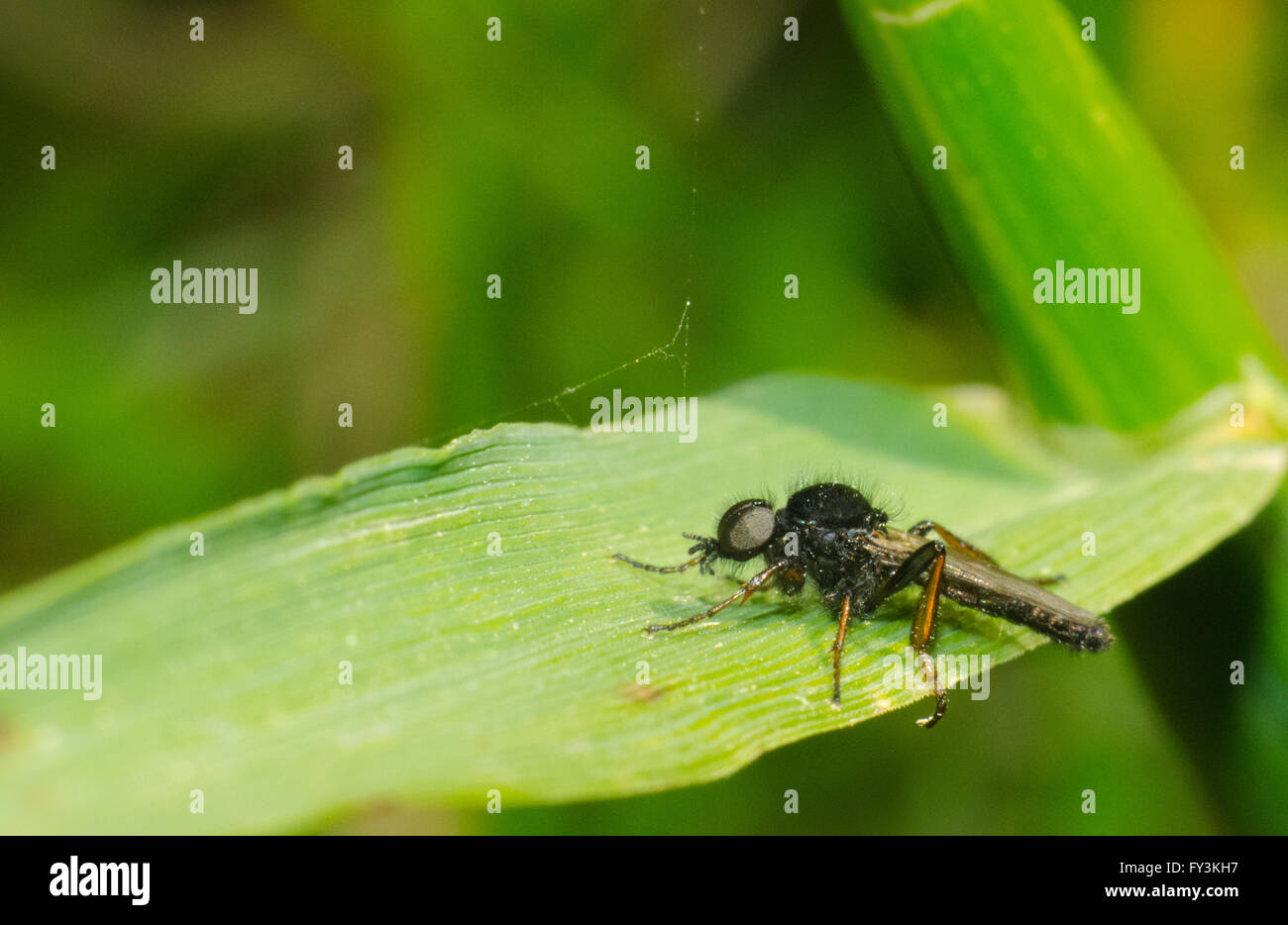 Assassin Fliege ruhen auf einem Blatt Stockfoto