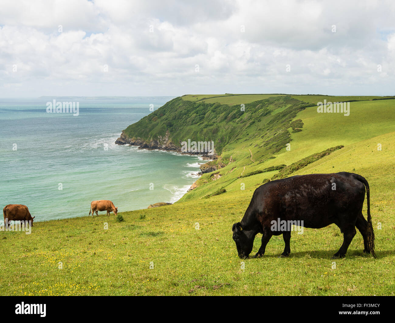 Kühe in Cornwall Stockfoto