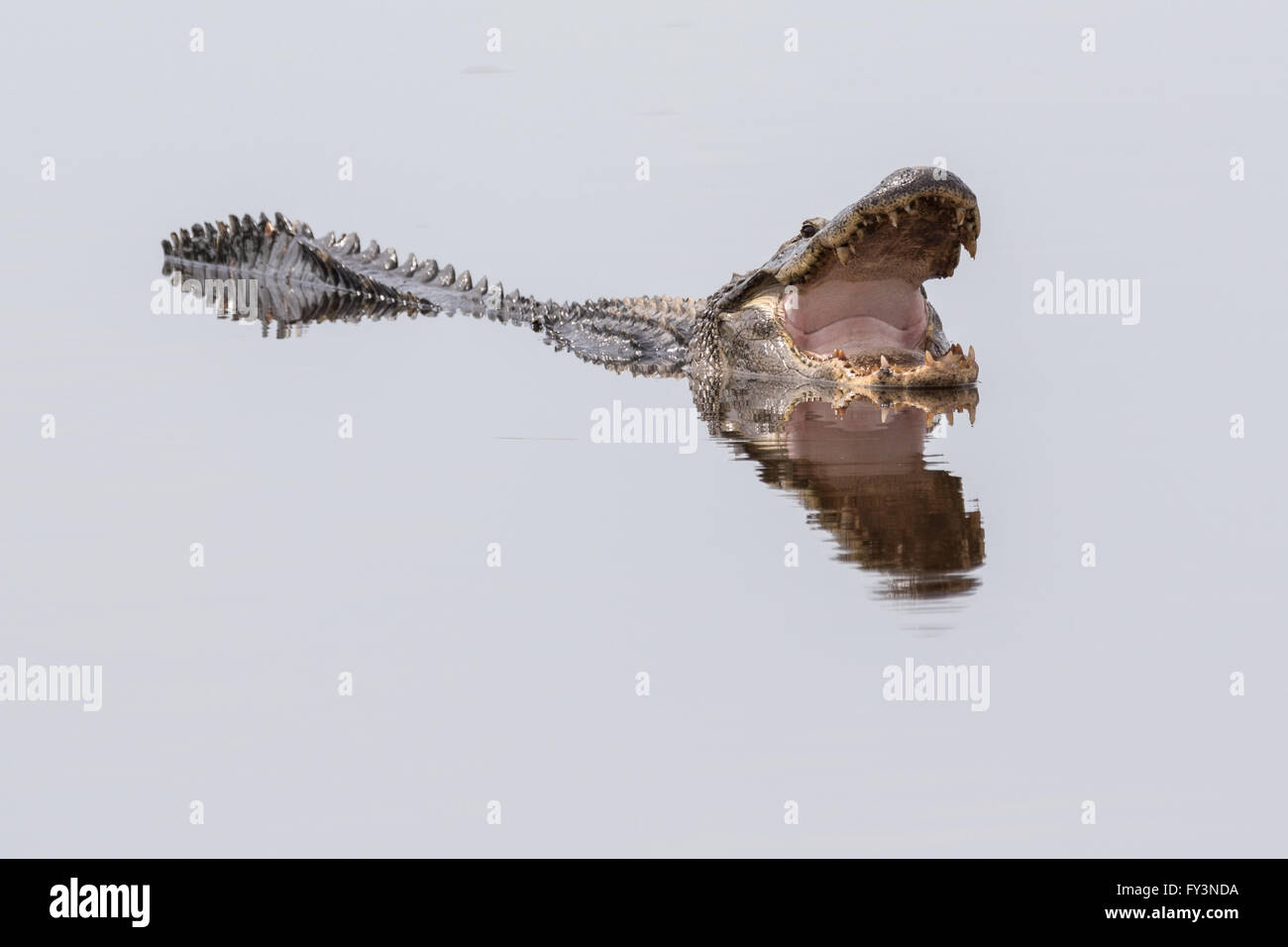 Ein amerikanischer Alligator spiegelt sich in ruhigen Gewässern, wie es Maul zum 20. April 2016 im grünen Teich, Südcarolina Donnelley Wildlife Management Area Abkühlen öffnet. Die Erhaltung ist Teil des größeren ACE Becken Natur Flüchtlings, eine der größten unbebauten Mündungen entlang der atlantischen Küste der Vereinigten Staaten. Stockfoto