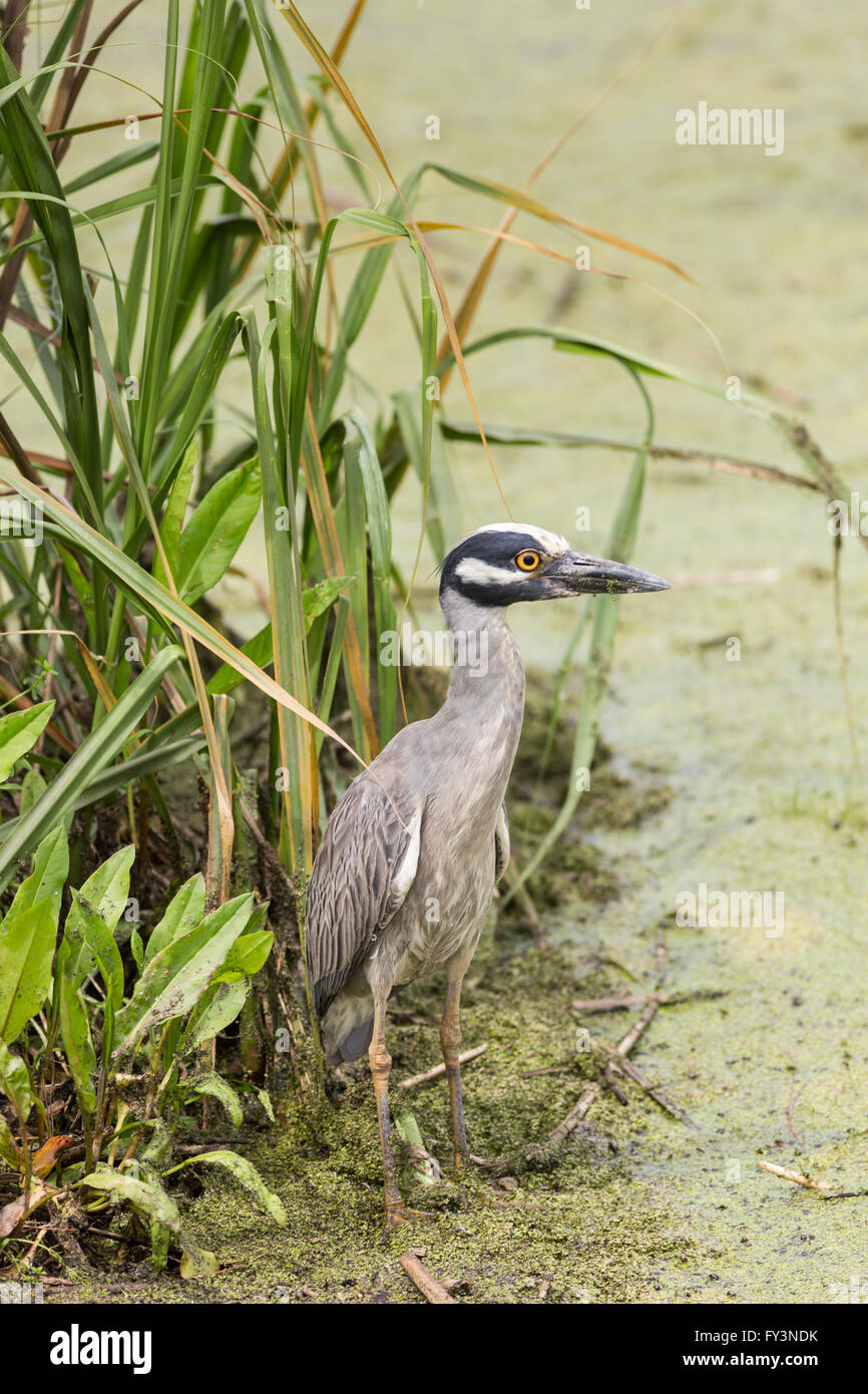 Ein Gelb-gekrönter Nachtreiher in Donnelley Wildlife Management Area 20. April 2016 im grünen Teich, South Carolina. Die Erhaltung ist Teil des größeren ACE Becken Natur Flüchtlings, eine der größten unbebauten Mündungen entlang der atlantischen Küste der Vereinigten Staaten. Stockfoto