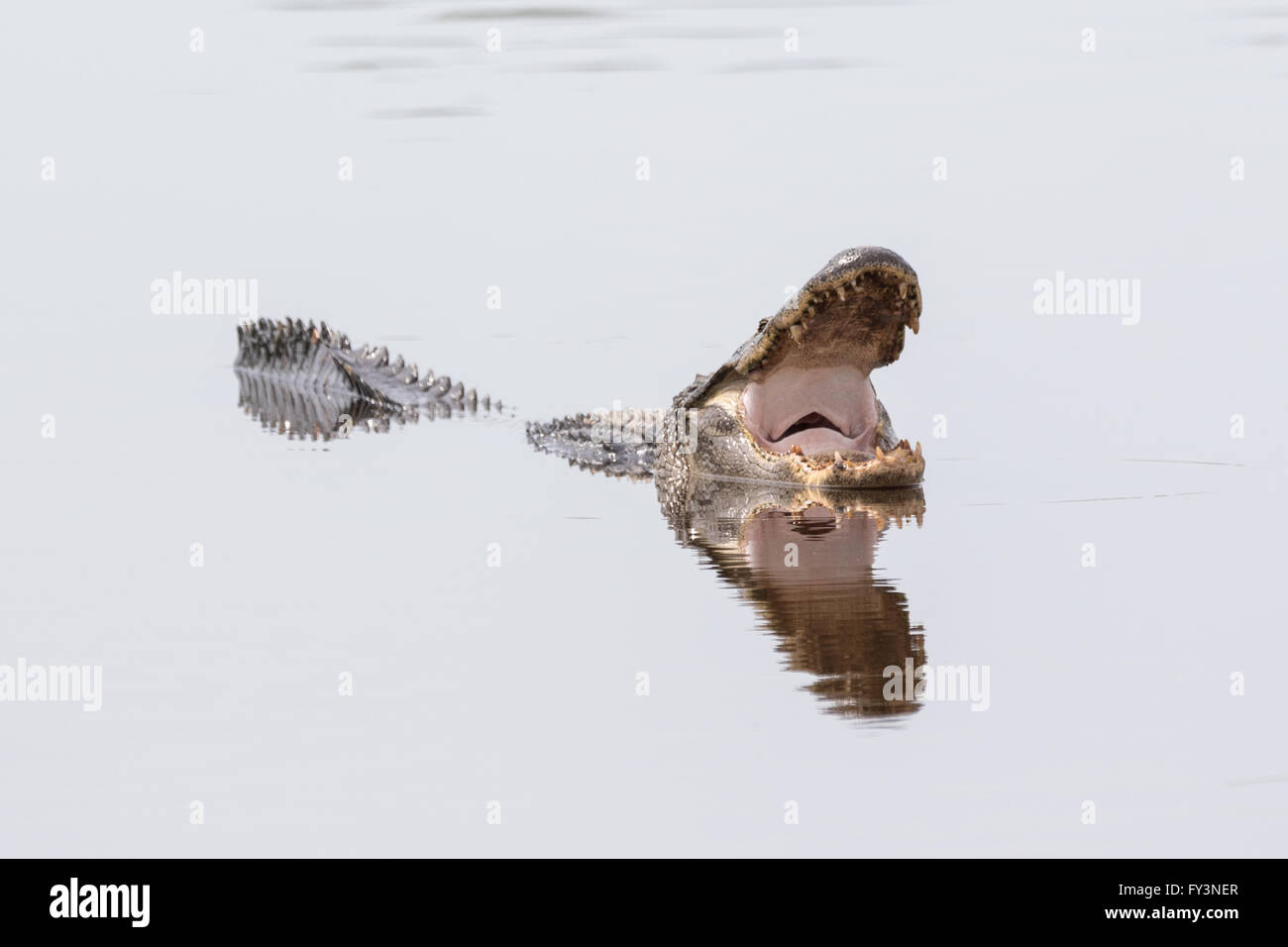 Ein amerikanischer Alligator spiegelt sich in ruhigen Gewässern, wie es Maul zum 20. April 2016 im grünen Teich, Südcarolina Donnelley Wildlife Management Area Abkühlen öffnet. Die Erhaltung ist Teil des größeren ACE Becken Natur Flüchtlings, eine der größten unbebauten Mündungen entlang der atlantischen Küste der Vereinigten Staaten. Stockfoto