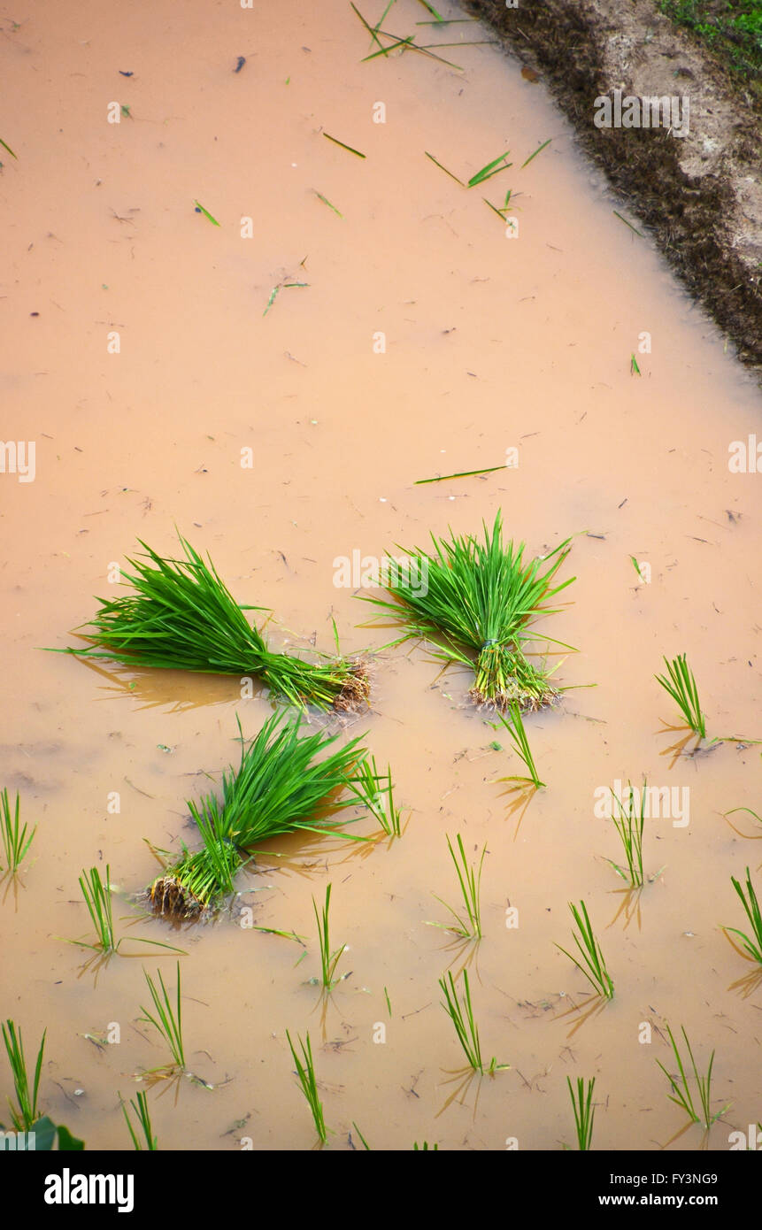 Bündel von Reis Sämlinge in den Drachen Rückgrat Reisterrassen, Dazhai, China Stockfoto