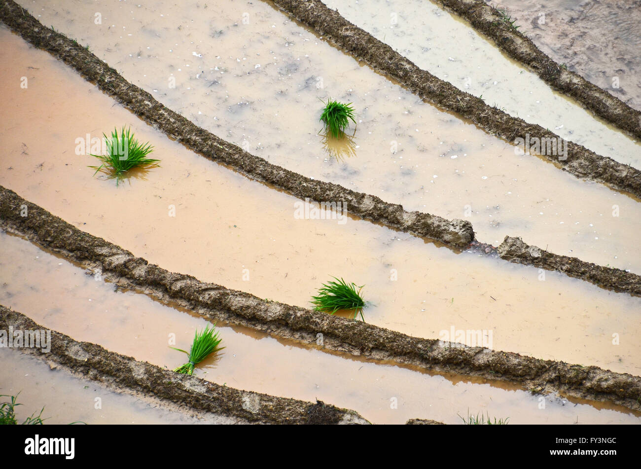 Bündel von Reis Sämlinge in den Drachen Rückgrat Reisterrassen, Dazhai, China Stockfoto
