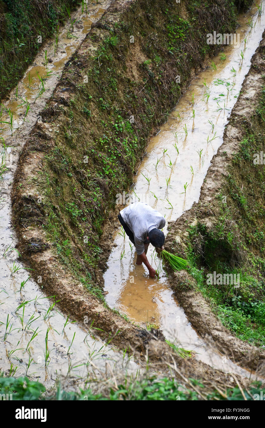 Ein Landwirt Pflanzen Reis Sämlinge in den Drachen Rückgrat Reisterrassen, Dazhai, China Stockfoto