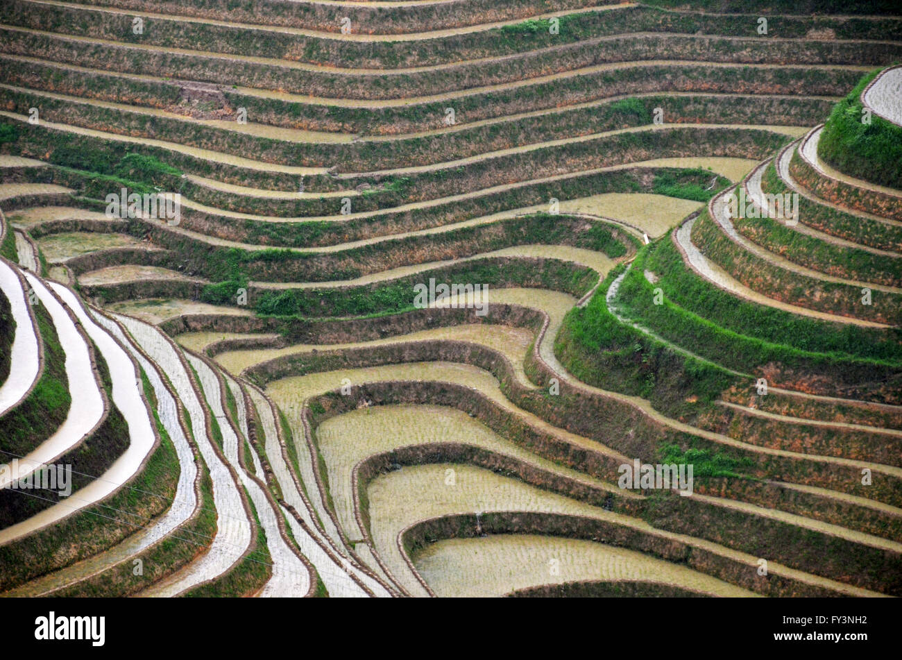 Drachen-Backbone-Reis-Terrassen in der Nähe von Dazhai, China Stockfoto