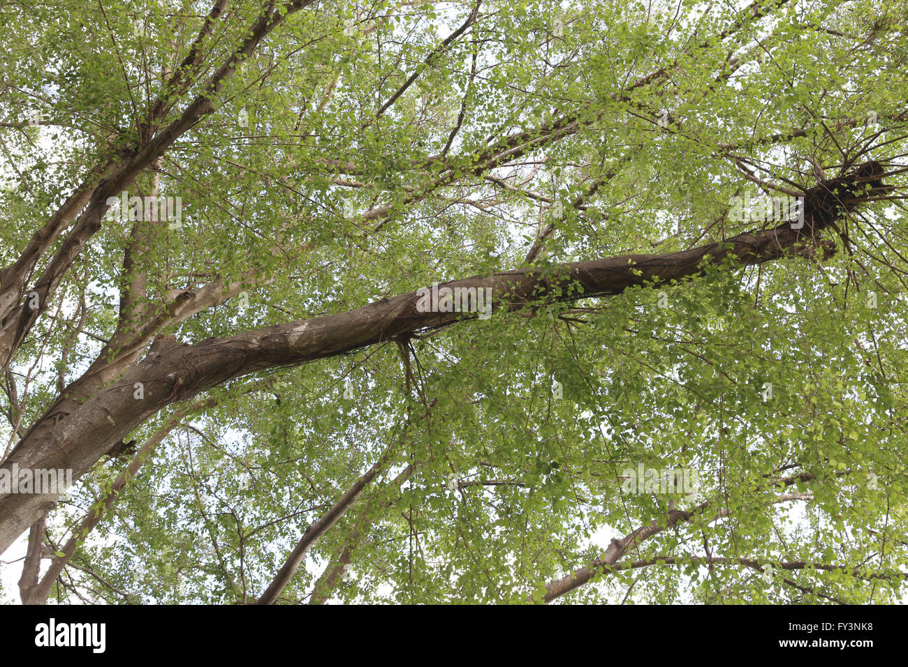 Unter einem großen Baum im Hinterhof. Stockfoto