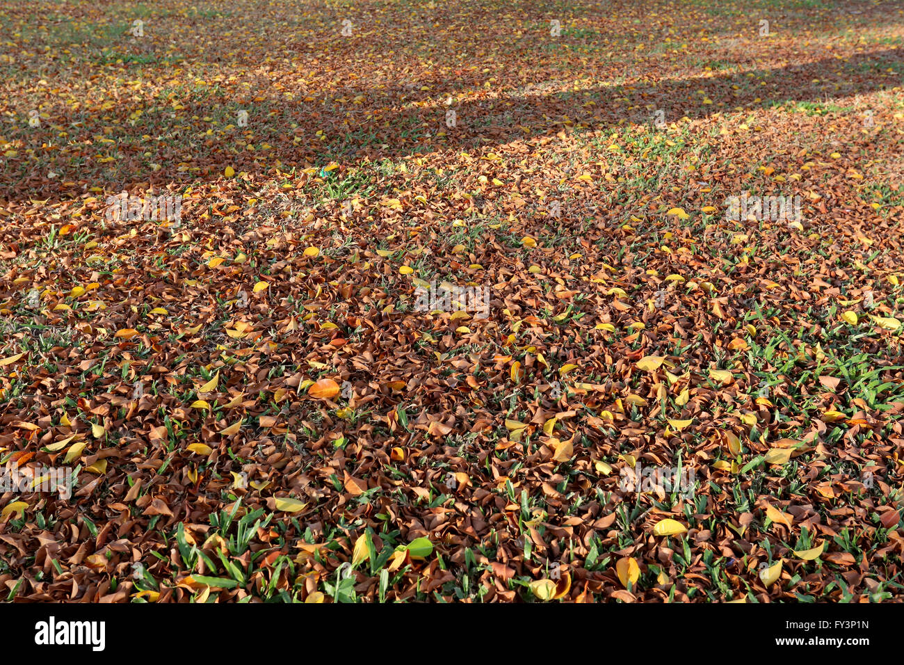 Ein Sonnenstrahl auf Herbst Blätter auf dem Rasen für natürlichen Hintergrund. Stockfoto