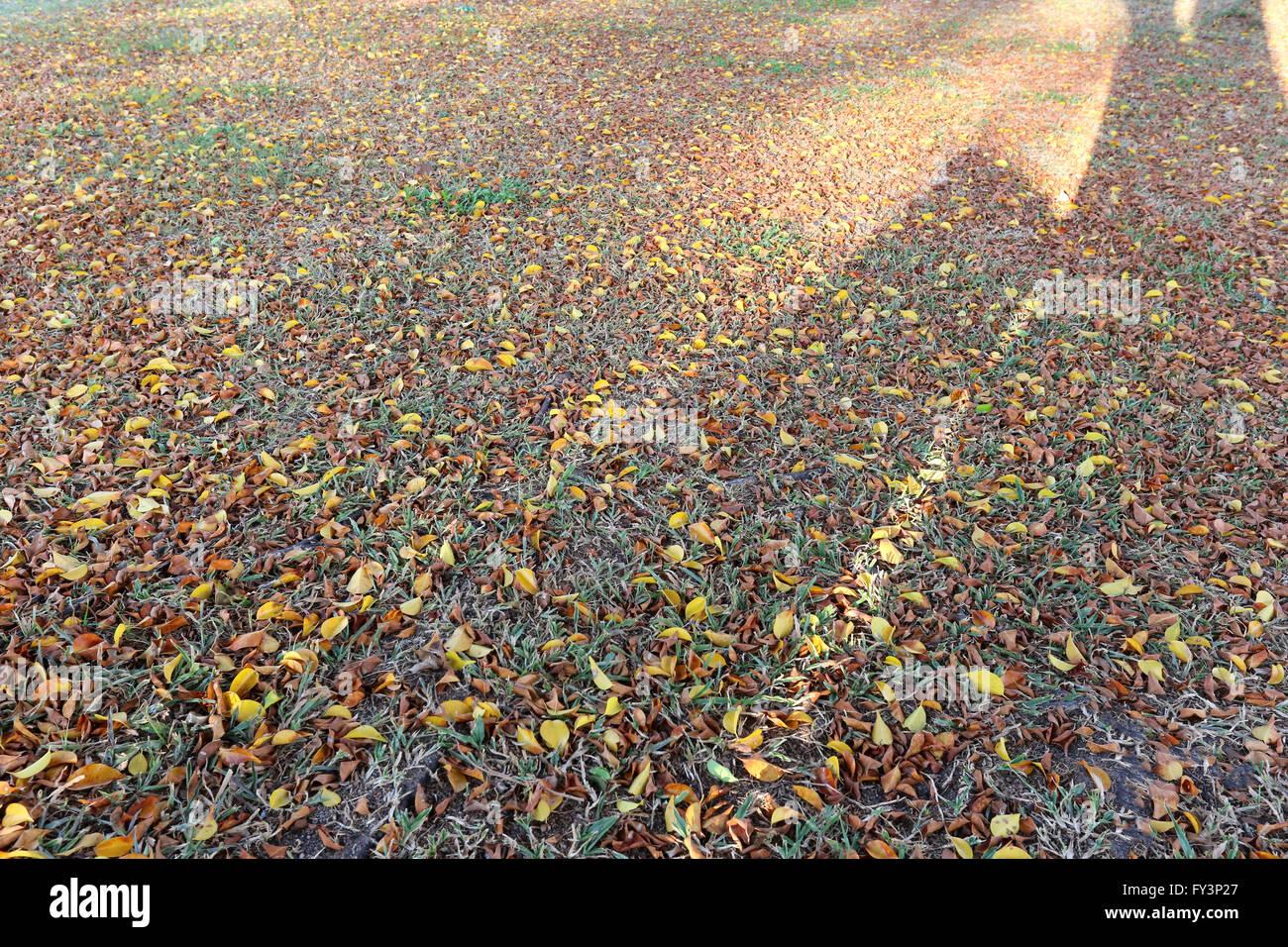 Ein Sonnenstrahl auf Herbst Blätter auf dem Rasen für natürlichen Hintergrund. Stockfoto