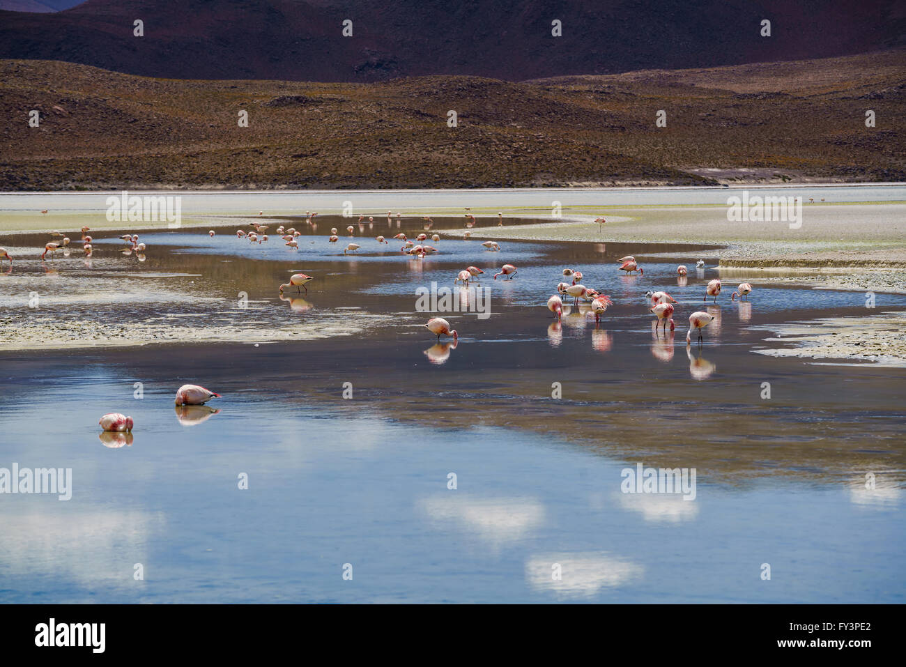 Flamingos, Essen in einem Laguna im Nationalpark, Uyuni, Bolivien Stockfoto