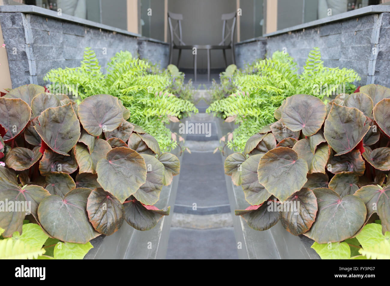 Dekorative Blume Pflanzen zur Dekoration vor einem Coffee-Shop. Stockfoto