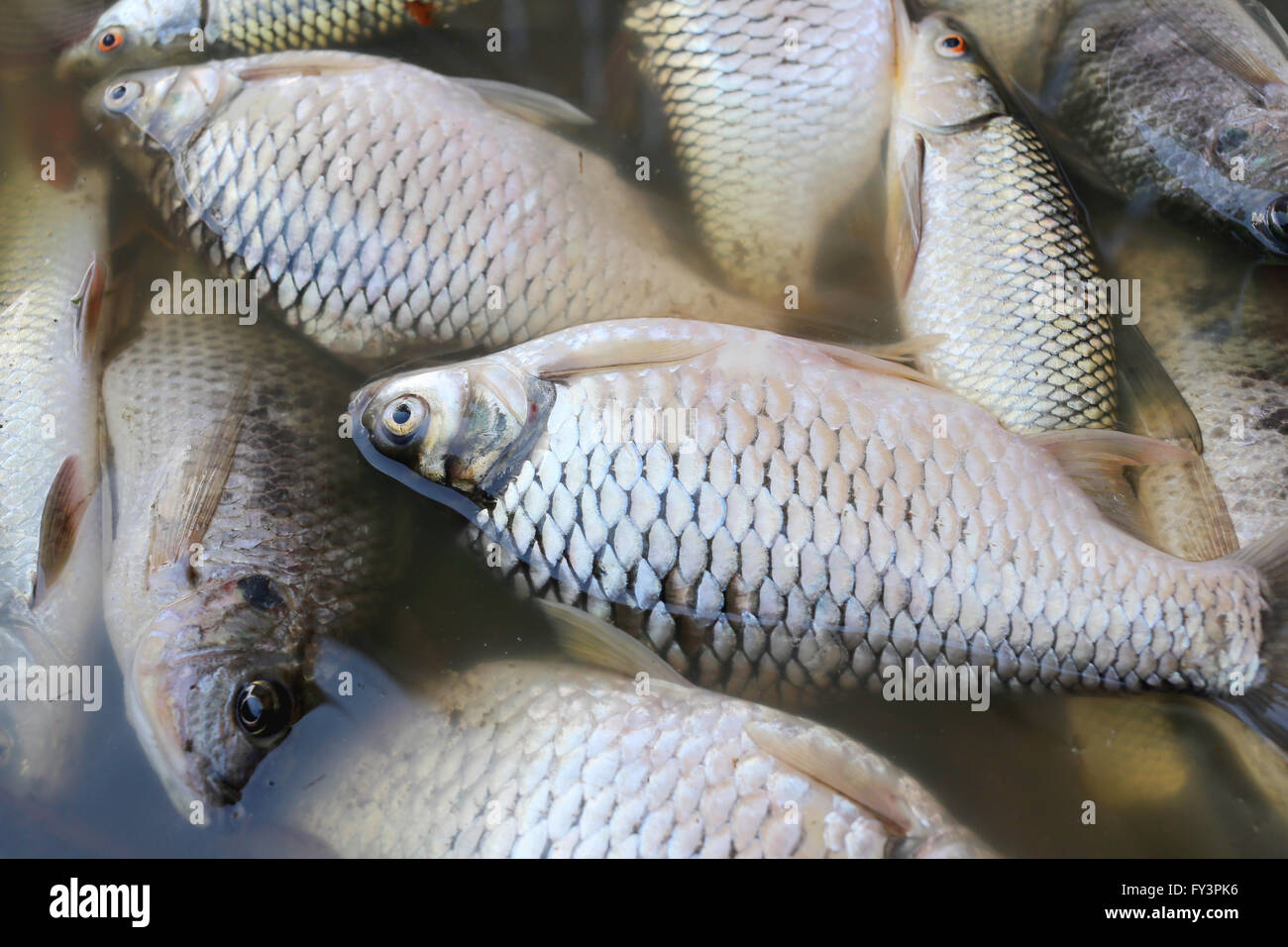Fische gestorben, weil Abwasser aus der Fabrik. Stockfoto