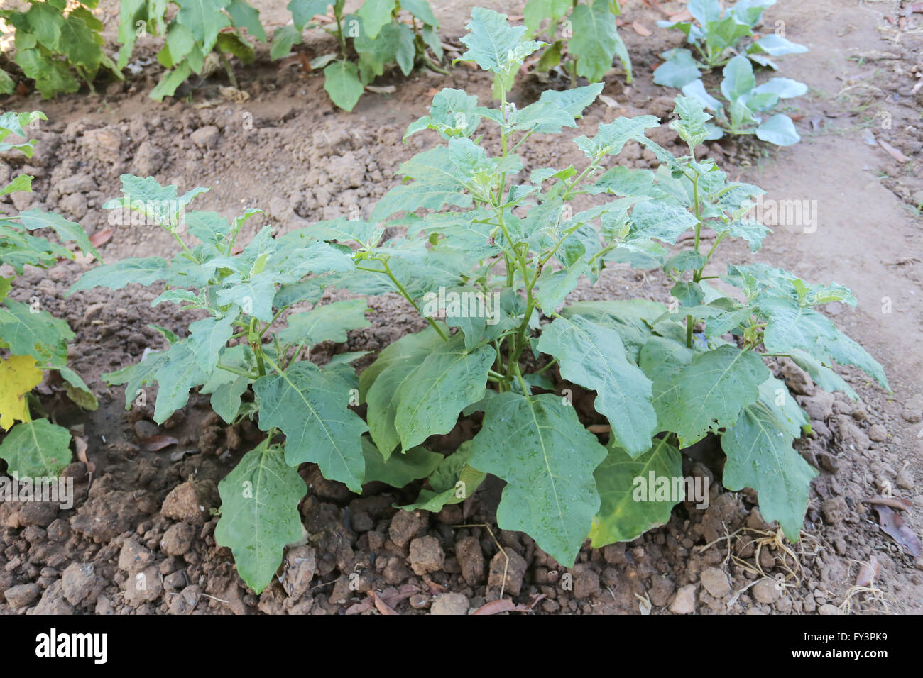 Plant garden aubergine Fotos und Bildmaterial in hoher Auflösung Alamy
