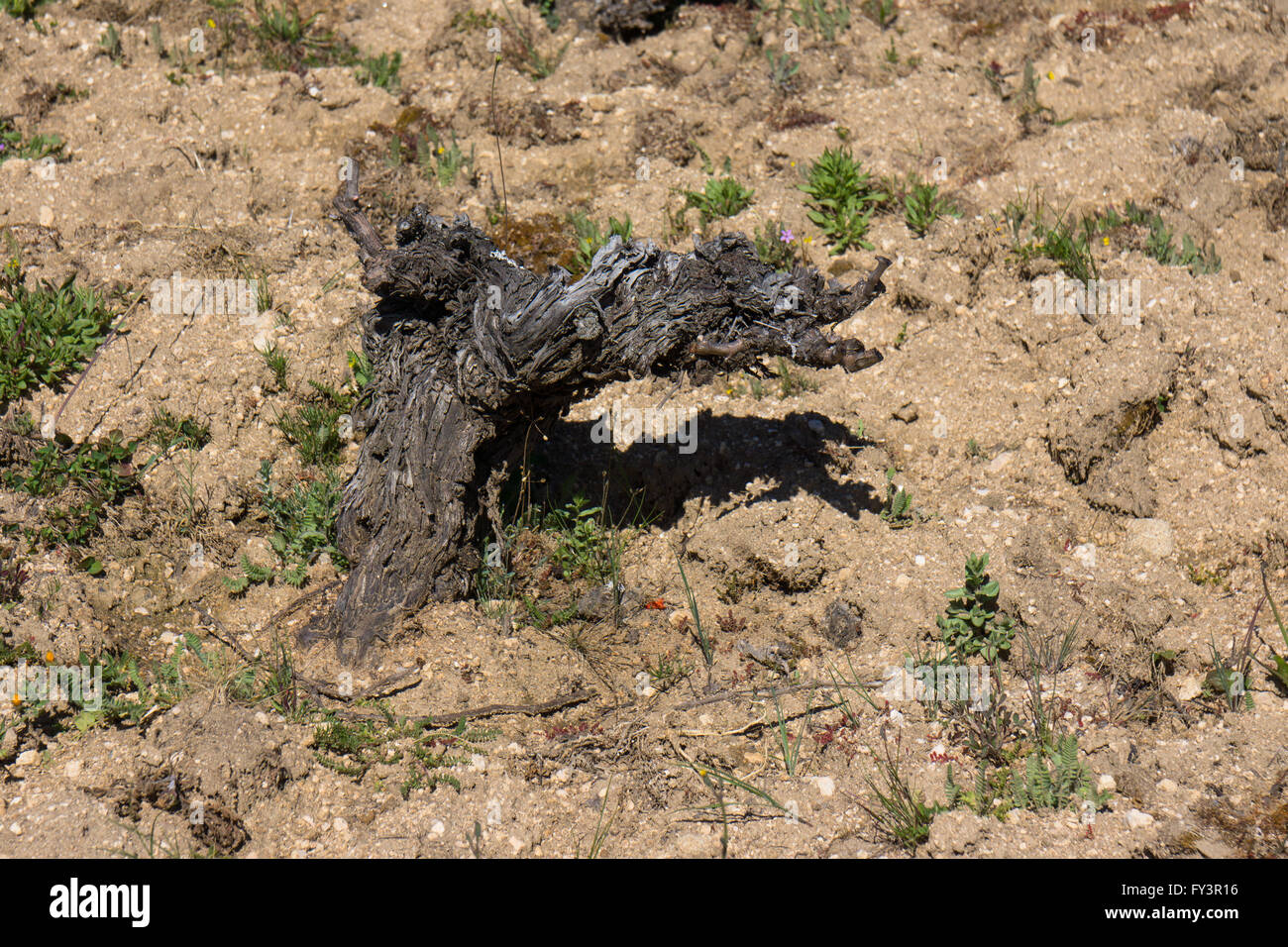 einzelne Gobelet ausgebildete Weinrebe in Arribes tun, Spanien Stockfoto
