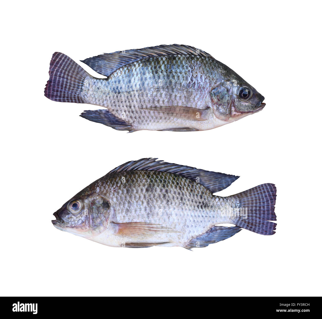 Frischen Tilapia oder Mango Fische in Süßwasser isoliert auf weißem Hintergrund und Beschneidungspfade. Stockfoto