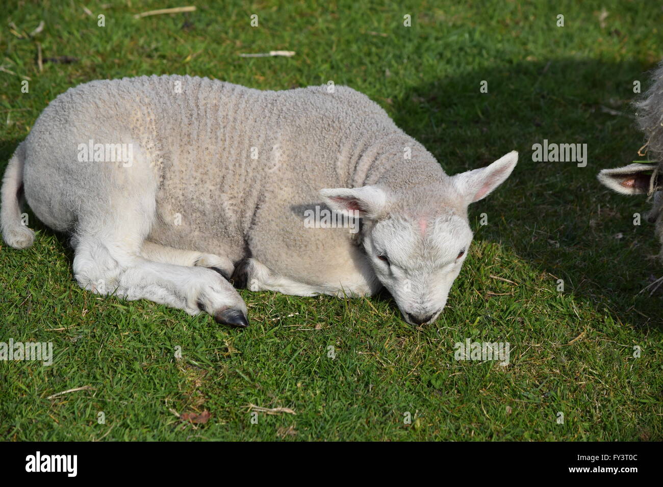 Kleines Schaf. Stockfoto
