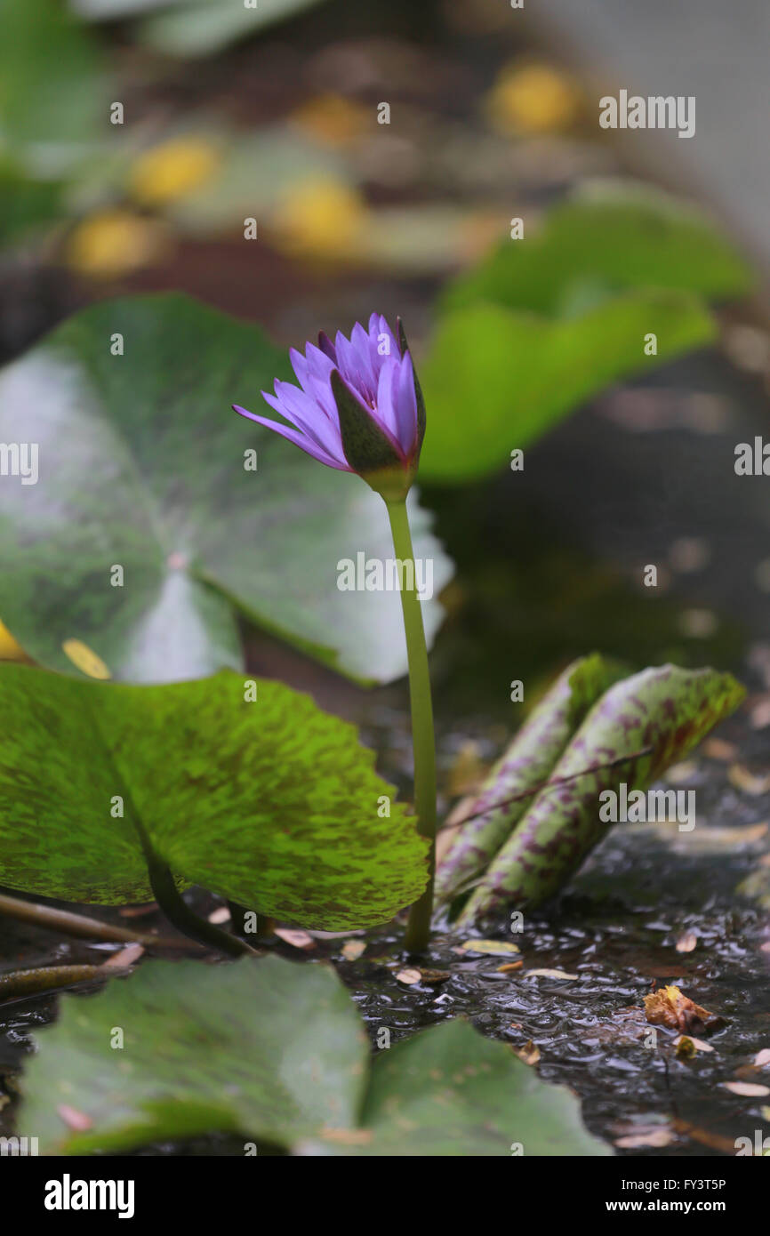 alte Holz Holzbohlen Interior Hintergrund Design Board Wand Textur dekoratives Muster abstrakt b und grünen Blättern umgeben. Stockfoto