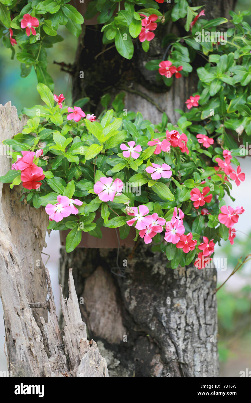 Bunte Blumen im Garten. Stockfoto