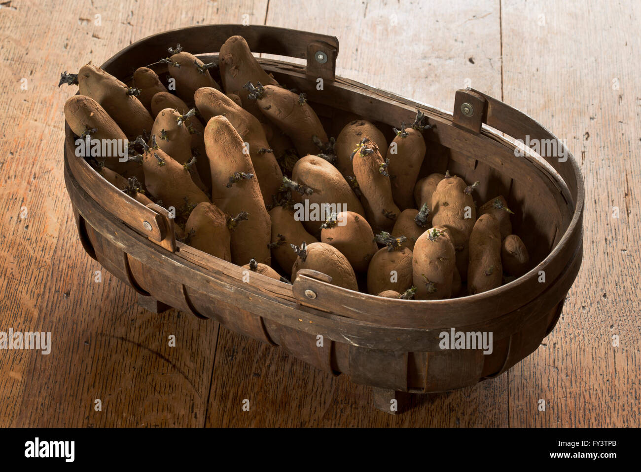 Kartoffeln Kartoffeln in einem alten Trug oder Korb sitzt auf einem Tisch aus Eiche Stockfoto