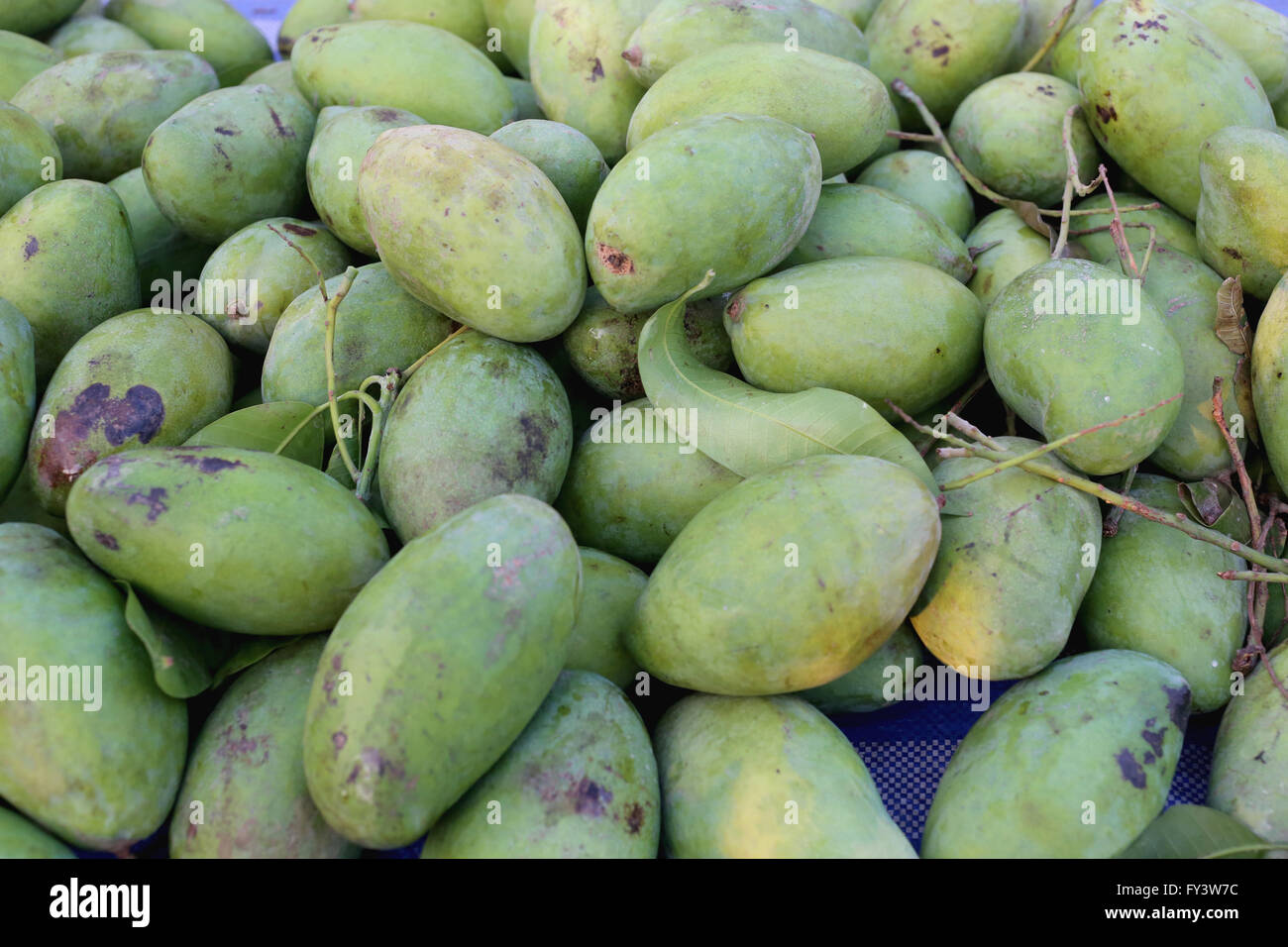Haufen von frischen Mango-Frucht auf dem Markt. Stockfoto