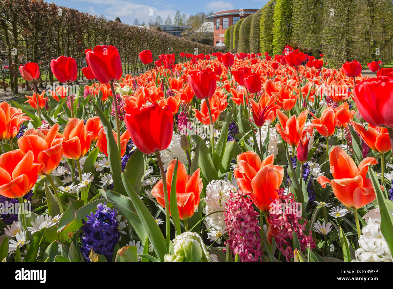 Ein Aufstand der Farbe im Frühjahr auf der weltberühmten Keukenhof, eines der weltweit größten Blumengärten, Lisse, Südholland, Niederlande. Stockfoto
