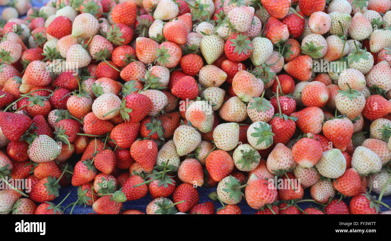 Haufen von frischen Erdbeeren Obst Hintergrund an Landwirte Marktstand, Thailand. Stockfoto