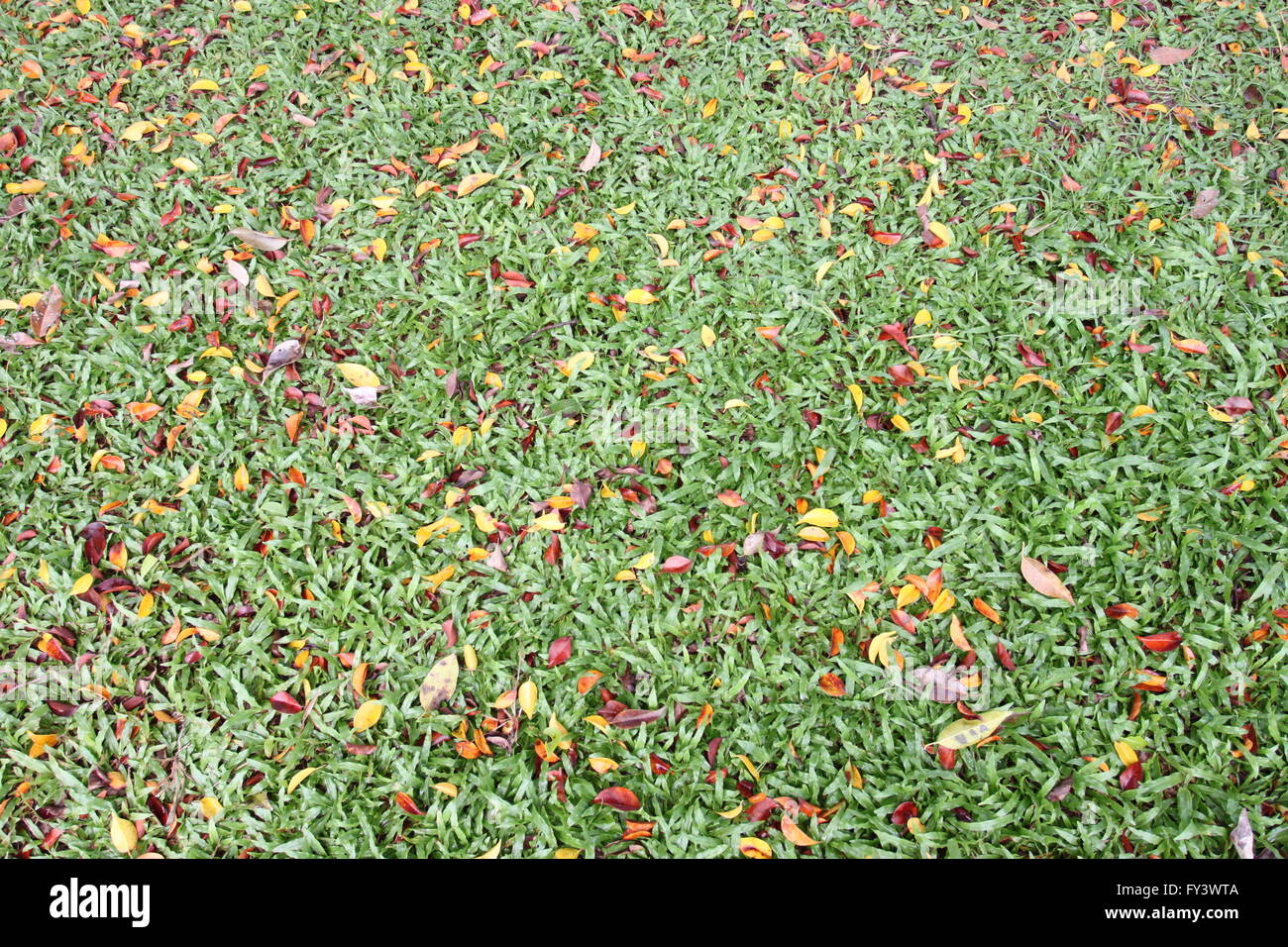 Grüner Rasen haben eine trockene Blätter im Frühjahr für die Design-Hintergrund gemischt. Stockfoto