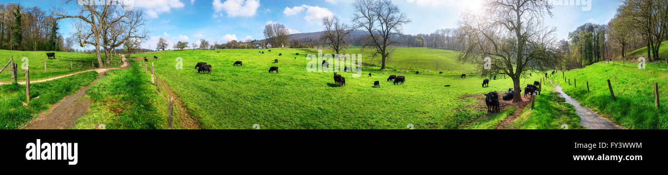 Panorama der idyllischen Landschaft im Frühlingssonnenschein mit blauem Himmel und Kühe weiden auf grünen Wiesen Stockfoto