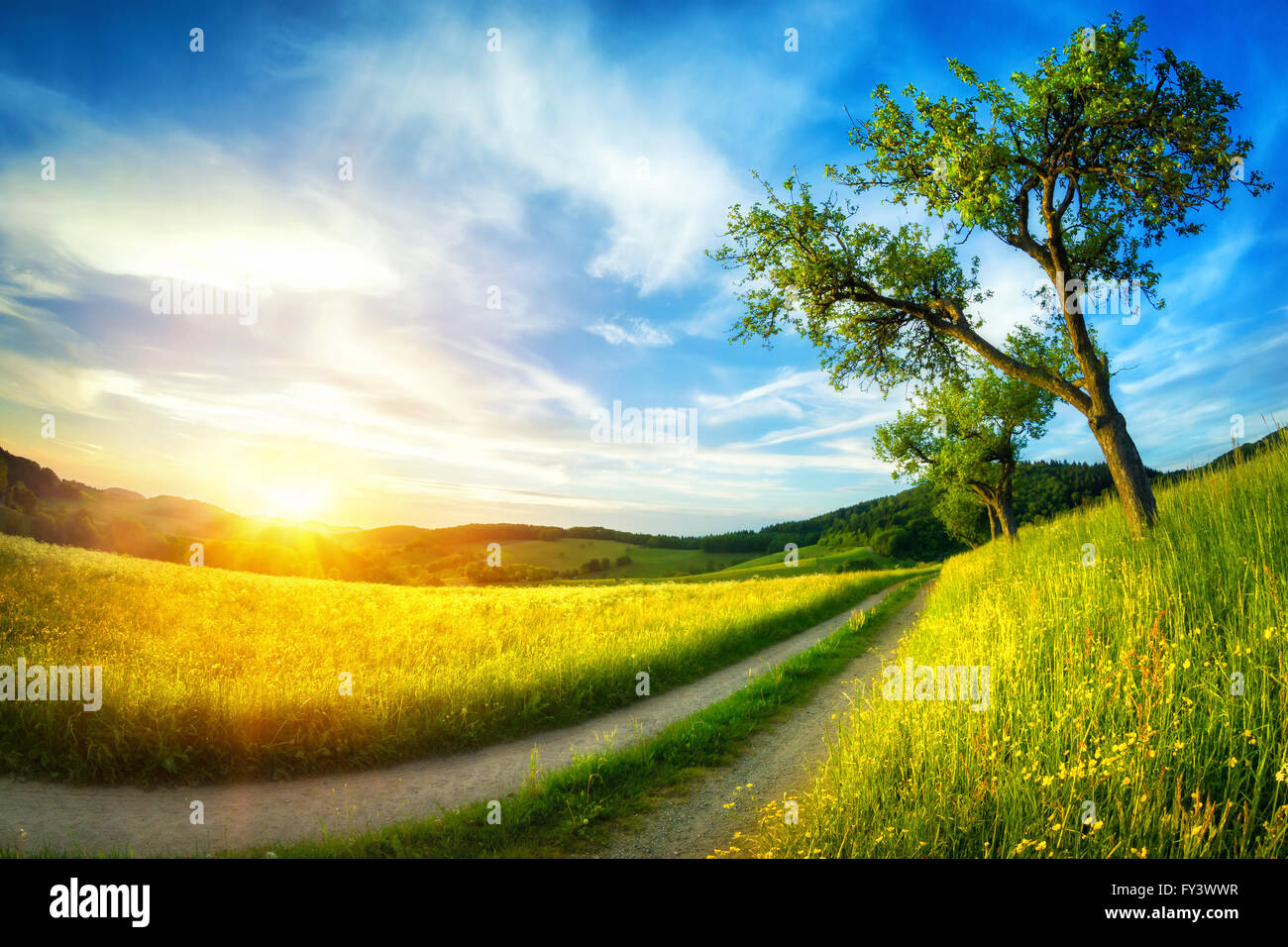 Ländliche Idylle mit Wiesen. blauer Himmel, ein Baum und ein Wanderweg bis zum Horizont bei Sonnenuntergang Stockfoto