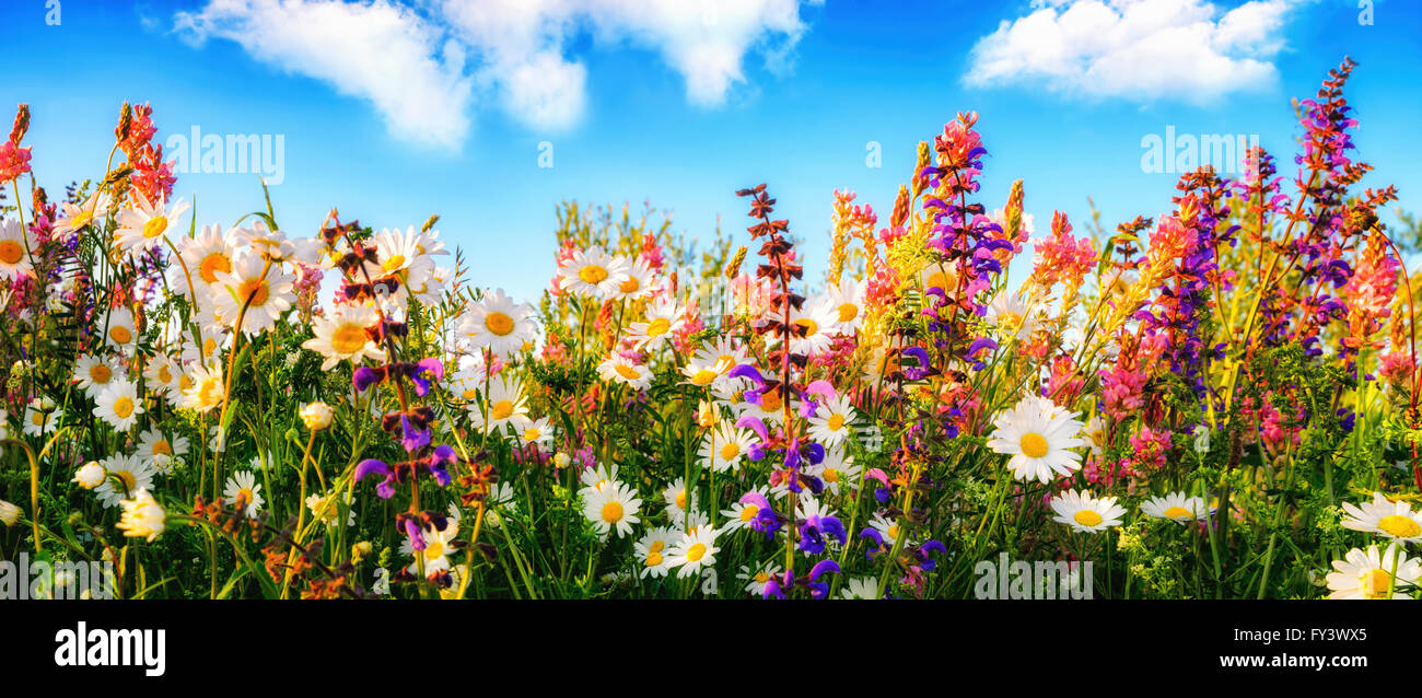 Bunte Frühlingsblumen auf einer Wiese im Panoramaformat, mit dem blauen Himmel und weiße Wolken im Hintergrund Stockfoto