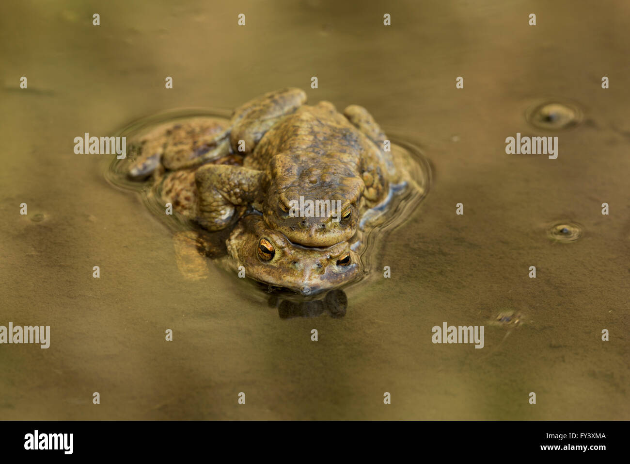 Gemeinsamen Kröte, Bufo Bufo, männlich und weiblich in Amplexus am Brutplatz, Peak District National Park, Derbyshire, UK Stockfoto