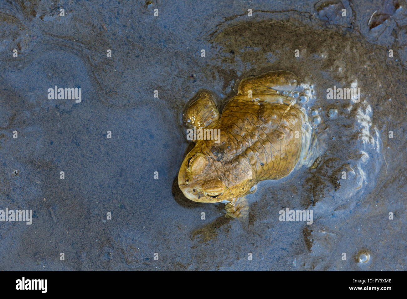 Gemeinsamen Kröte, Bufo Bufo, der seinen Weg zur Brutstätte, Peak District National Park, Derbyshire, UK Stockfoto