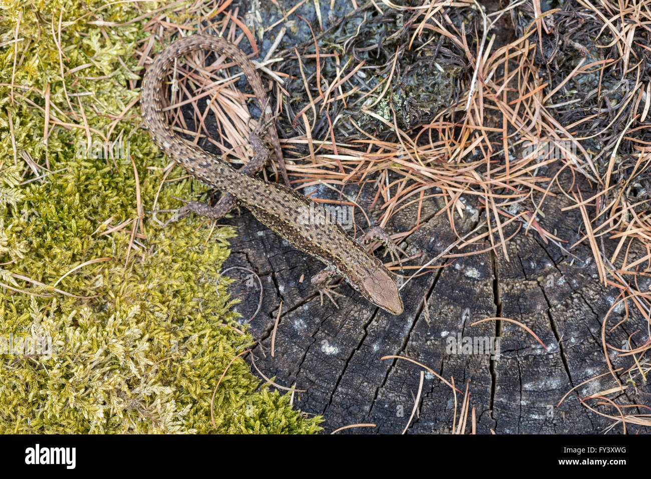 Gemeinsame Eidechse oder lebendgebärend Eidechse, Zootoca Vivipara (vormals Lacerta Vivipara), Männlich, Gloucestershire, UK Stockfoto