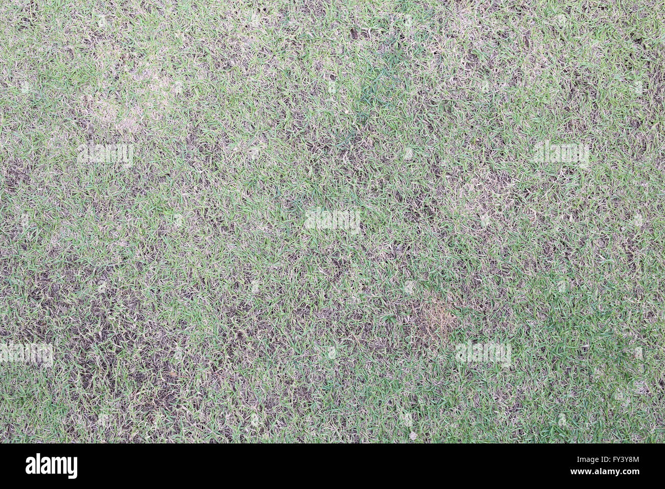 Die Oberfläche des grünen Rasens im Garten für Natur Hintergrund. Stockfoto