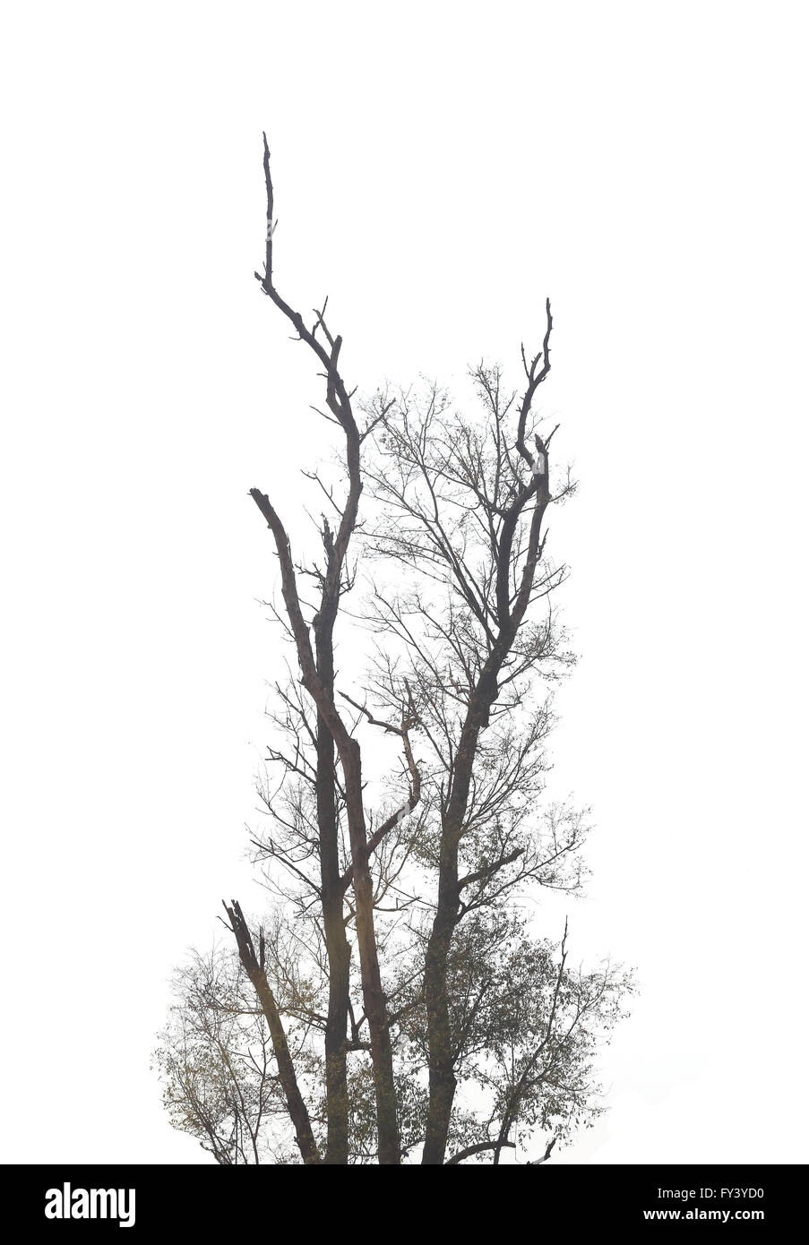 Zweige der toten Bäumen in tropischen Wäldern auf dem weißen Hintergrund. Stockfoto