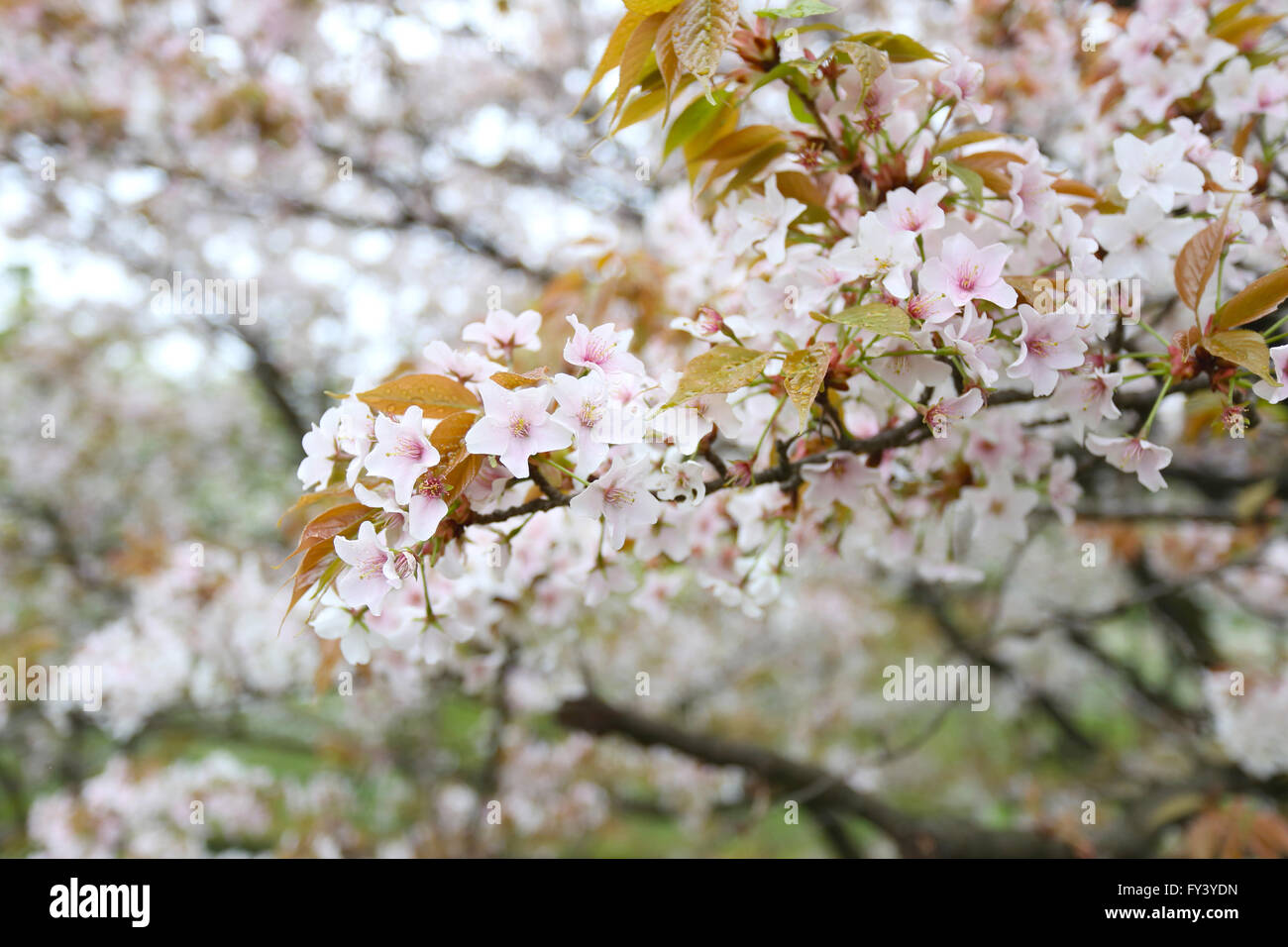 weiße Sakura Blume oder Kirsche blüht im japanischen Garten, Blumen-Festival in Japan vor dem Sommer. Stockfoto